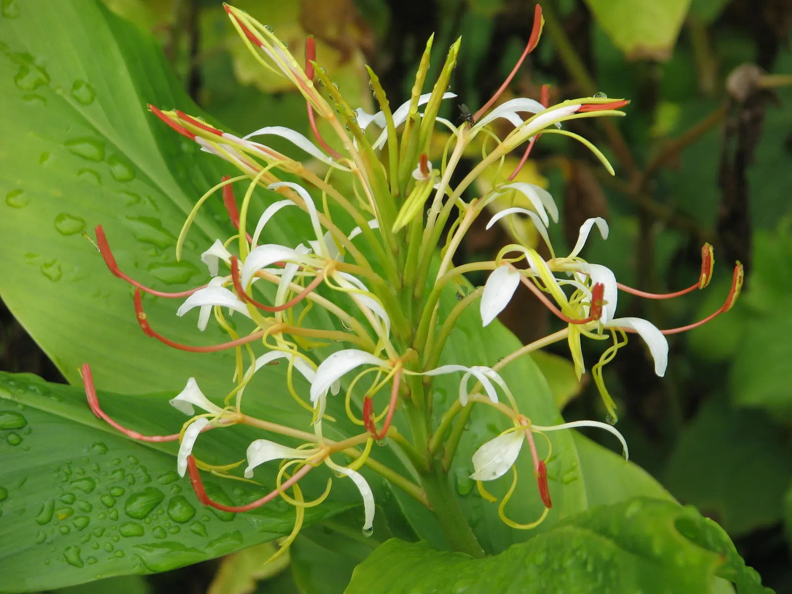 Kahili Ginger (Hedychium Gardnerianum) — is a strikingly ornamental plant that adds a lush; incorporating this plant will offer clients a bold, image 57