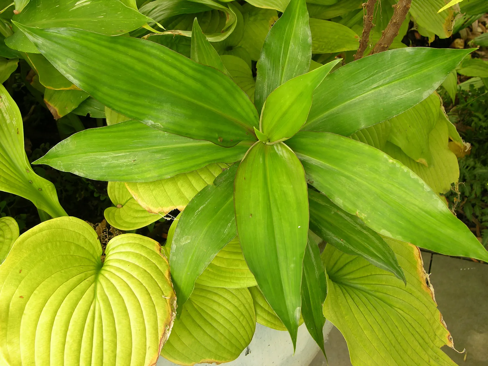 Kahili Ginger (Hedychium Gardnerianum) — tropical flair to any landscape design; its striking yellow blossoms have long, conspicuous red stamens, image 108