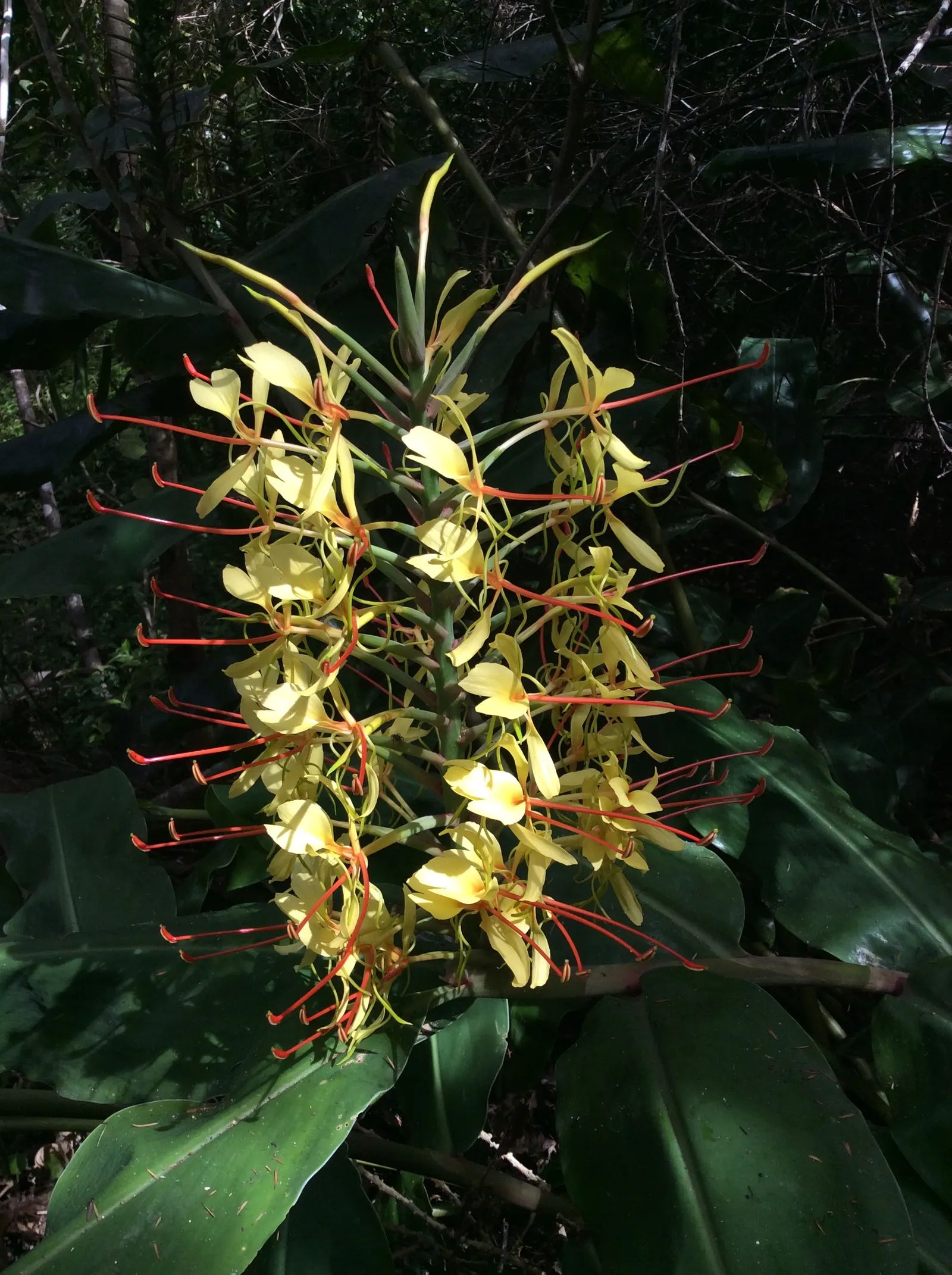 Kahili Ginger (Hedychium Gardnerianum) — yellow flowers in the garden; tropical flair to any landscape design, image 98