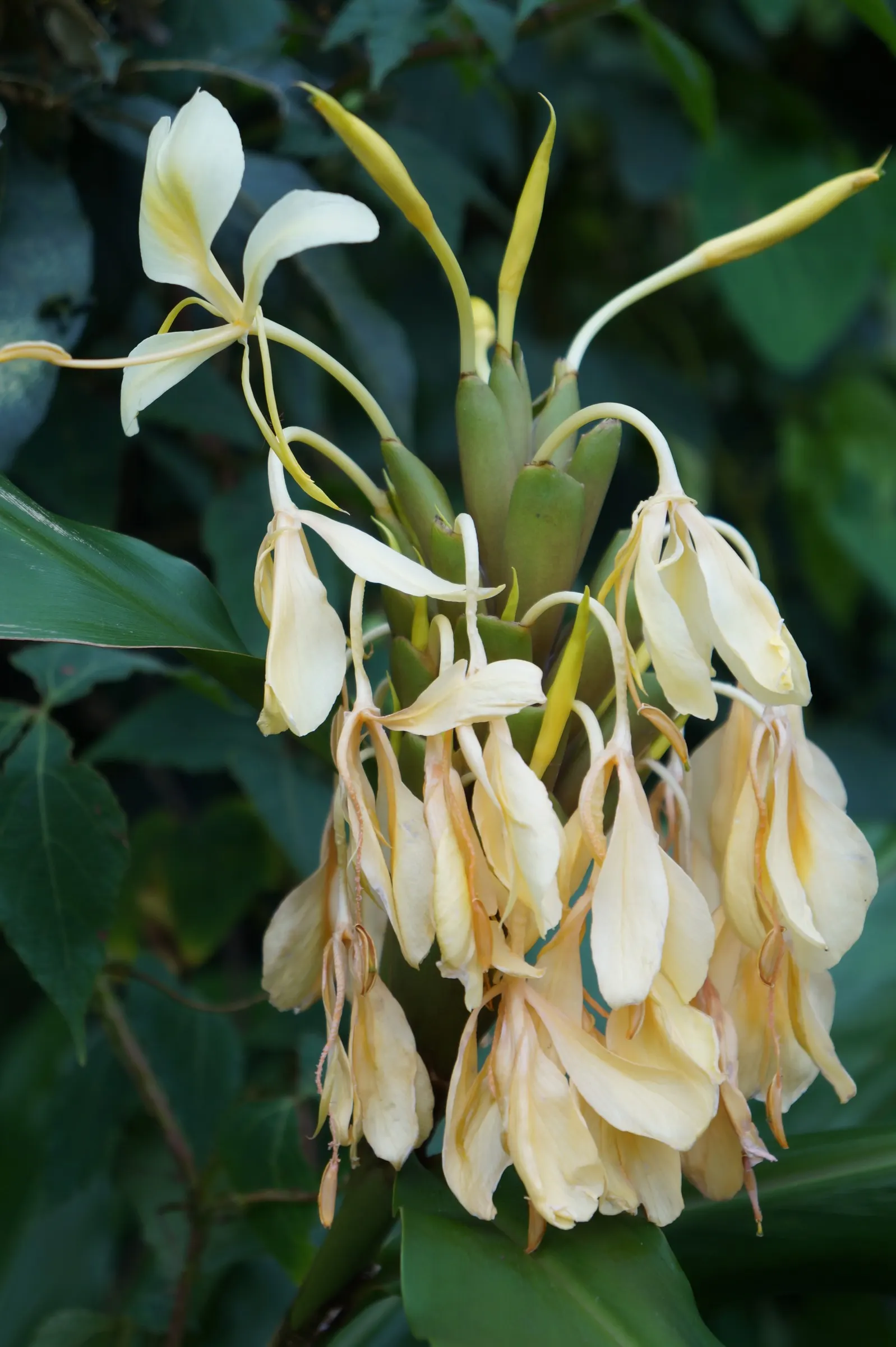 Kahili Ginger (Hedychium Gardnerianum) — well-draining soil with consistent moisture