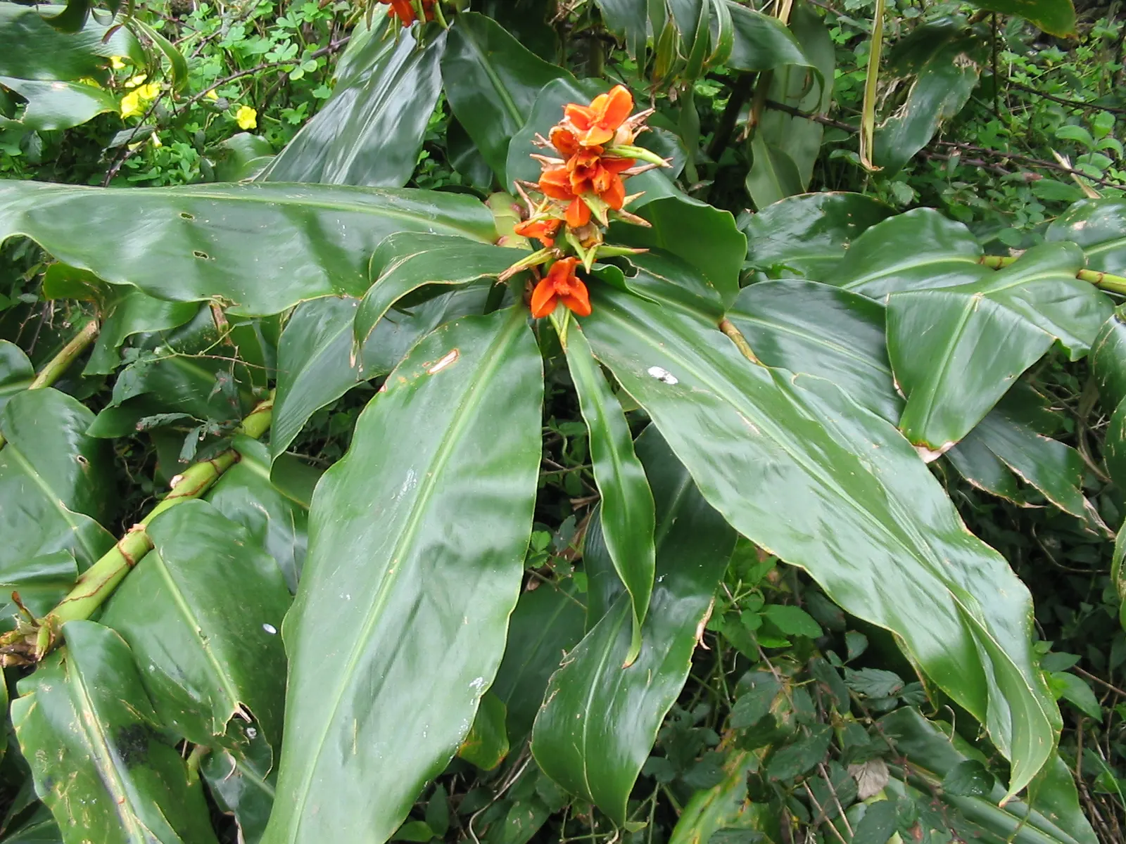 Kahili Ginger (Hedychium Gardnerianum) — Ideal for creating bold, sensory-focused garden sections; are not only visually appealing but also attract, image 131