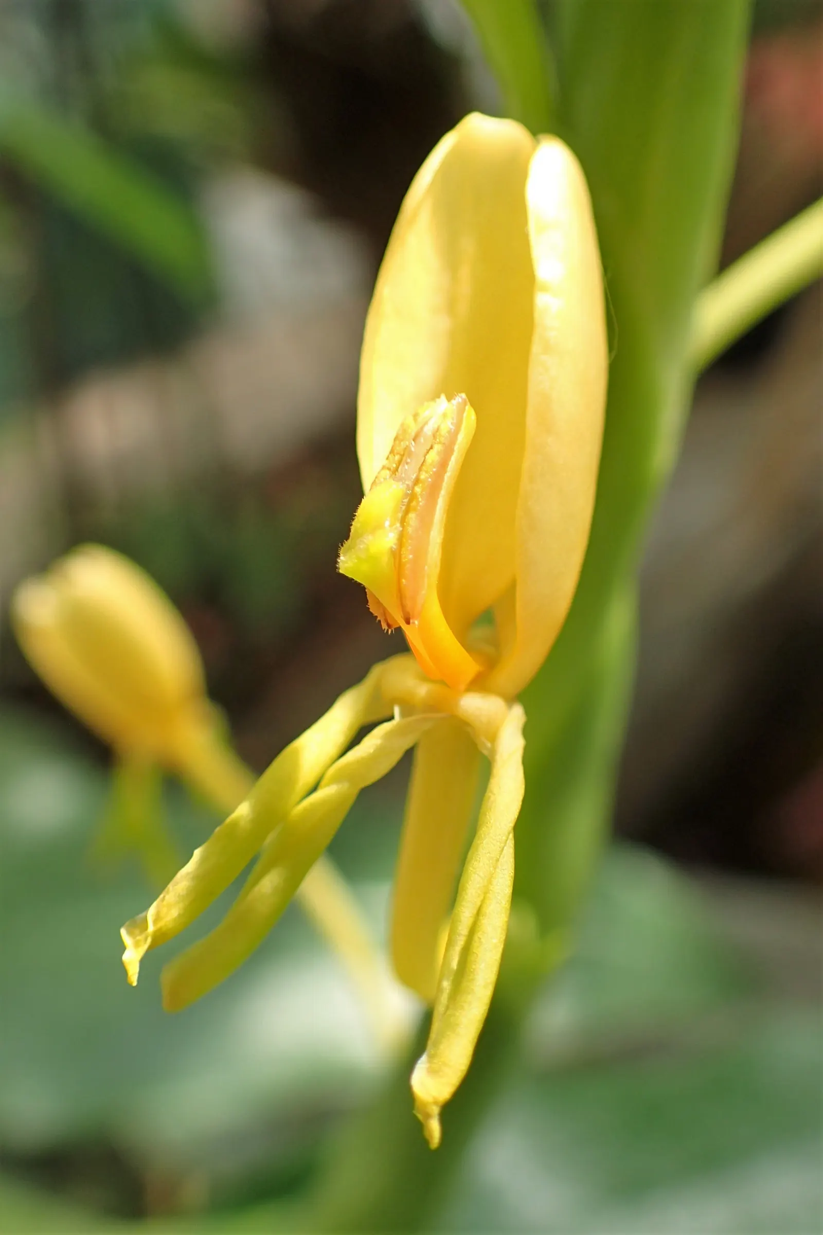 Kahili Ginger (Hedychium Gardnerianum) — Note: It's considered invasive in some regions; assess local guidelines before planting; is a strikingly ornamental