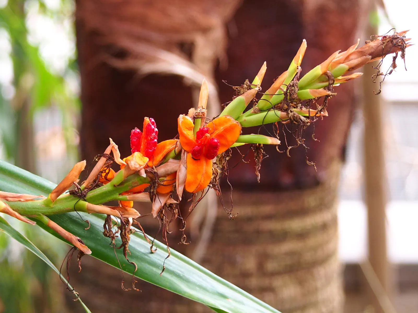 Kahili Ginger (Hedychium Gardnerianum) — Kahili Ginger thrives in rich; originating from the Himalayas, image 91
