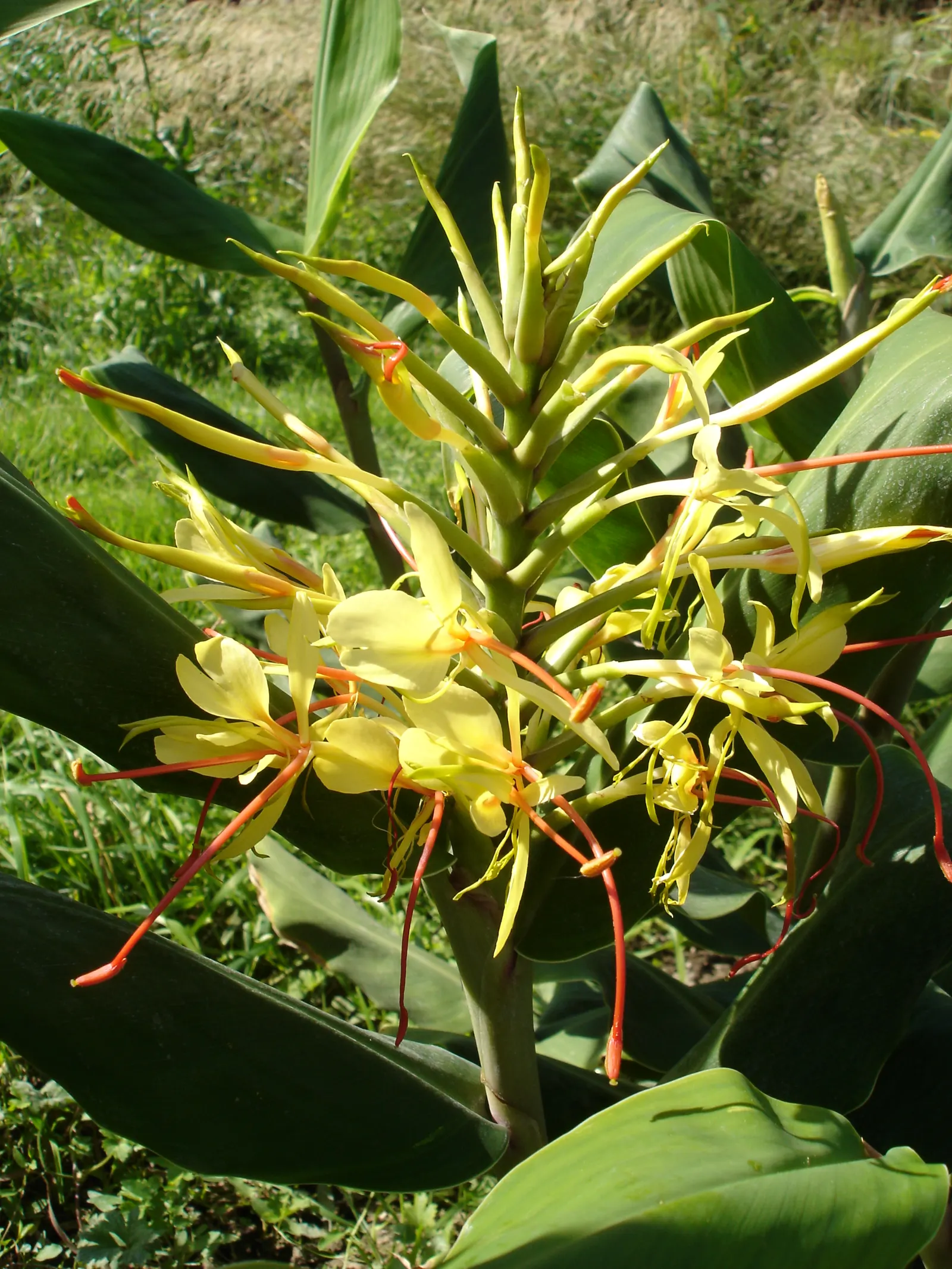 Kahili Ginger (Hedychium Gardnerianum) — It's hardy in USDA zones 8 to 10 and can tolerate a minimum temperature of around 20&deg;F; yellow flowers, image 93