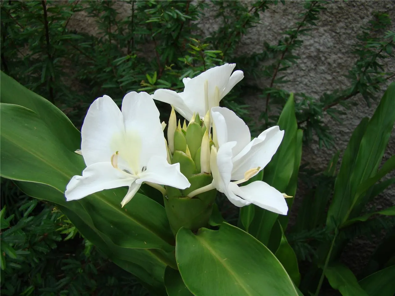 Kahili Ginger (Hedychium Gardnerianum) — perennial for full or half or shade; and visually captivating element that elevates the sensory experience of their