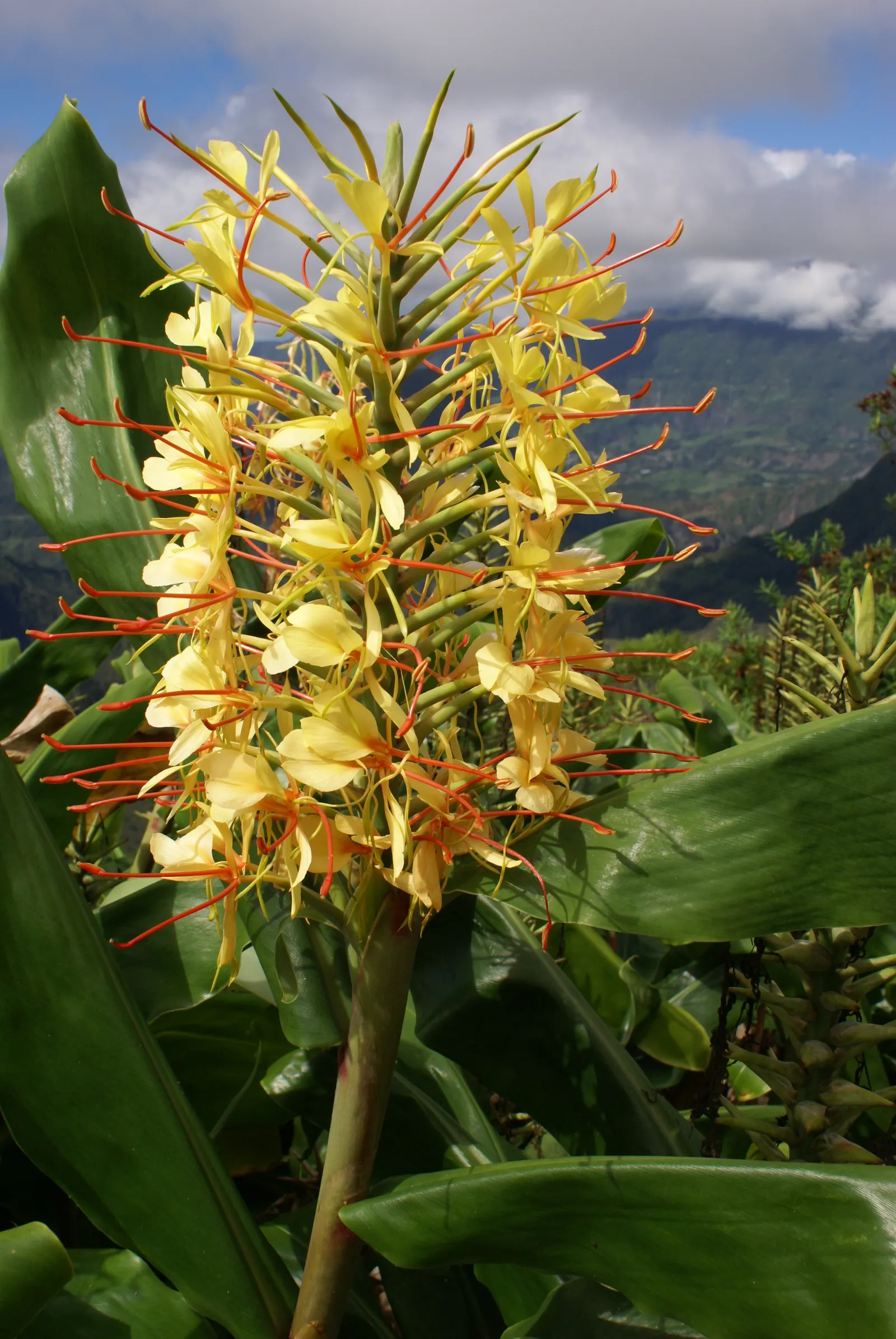 Kahili Ginger (Hedychium Gardnerianum) — and visually captivating element that elevates the sensory experience of their garden oasis; is an ornamental