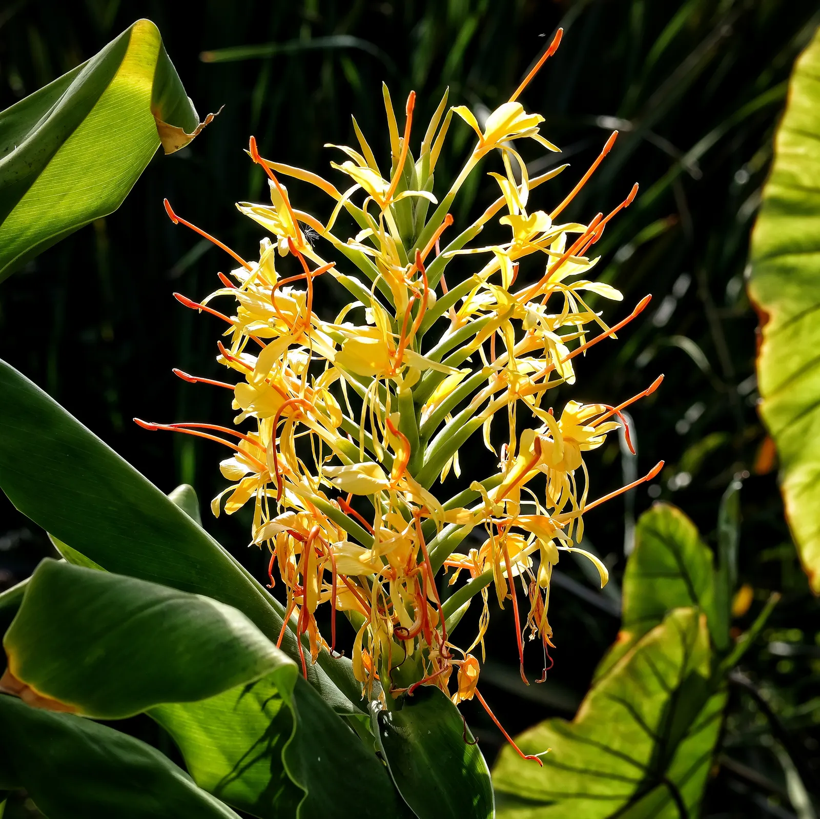Kahili Ginger (Hedychium Gardnerianum) — reaching up to 6 feet tall; the true showstopper is the Kahili Ginger's inflorescence; in late summer to, image 52