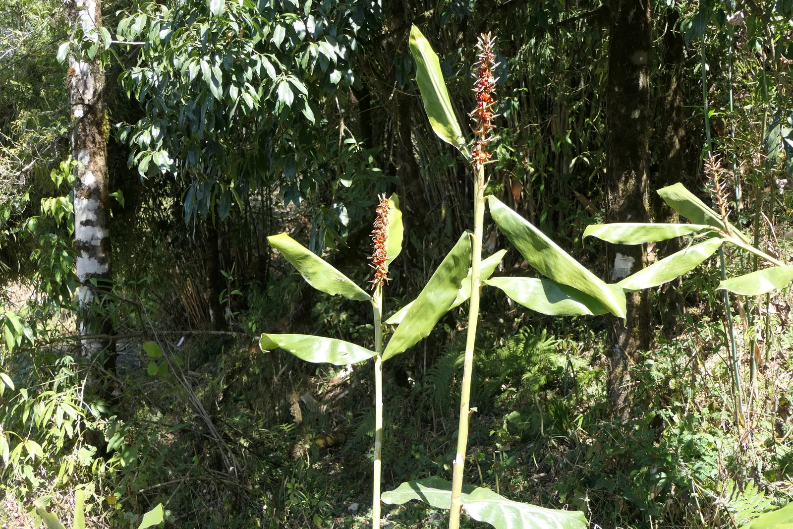 Kahili Ginger (Hedychium Gardnerianum) — is a strikingly ornamental plant that adds a lush; incorporating this plant will offer clients a bold, image 82