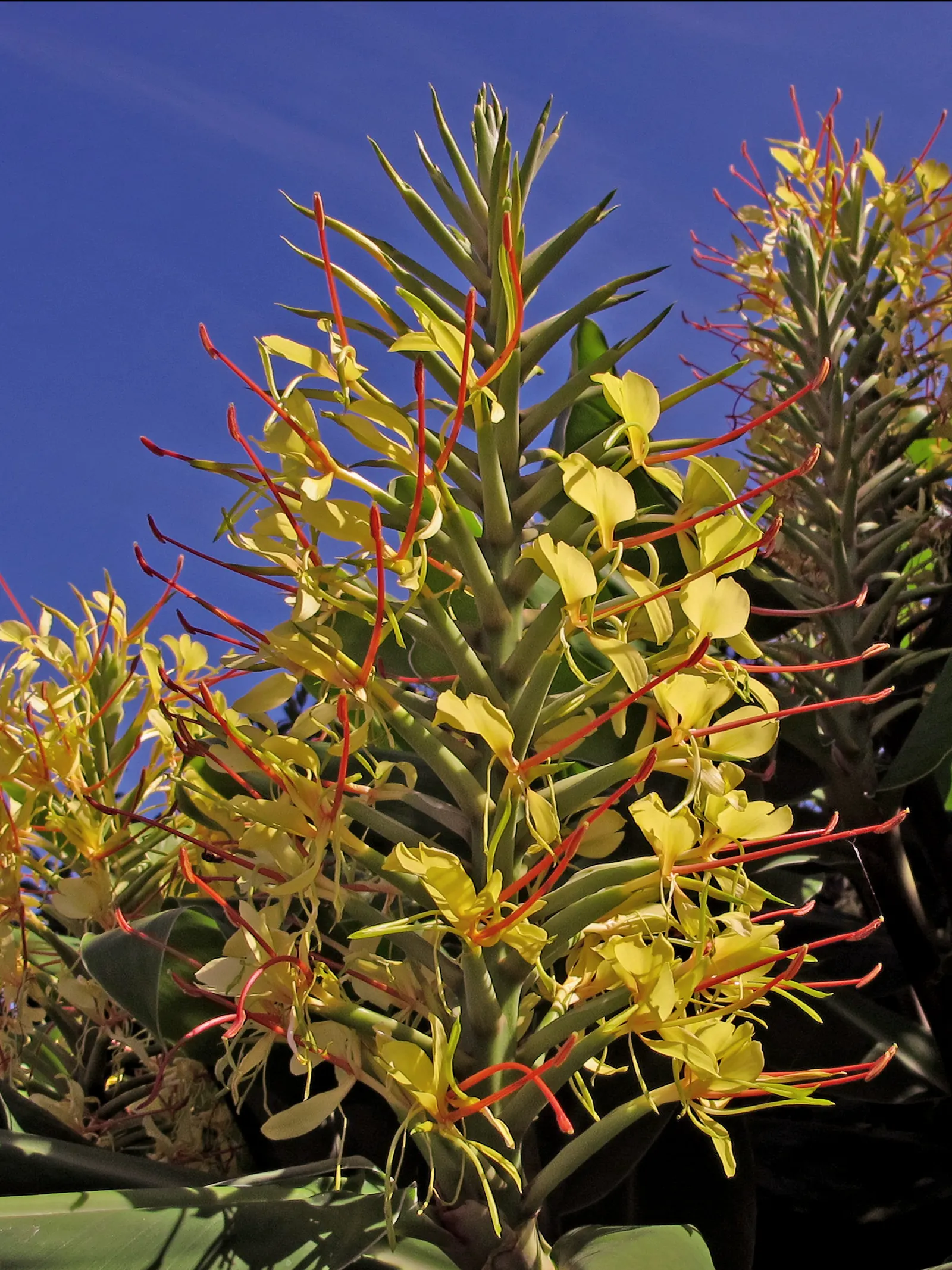 Kahili Ginger (Hedychium Gardnerianum) — Kahili Ginger thrives in rich; originating from the Himalayas