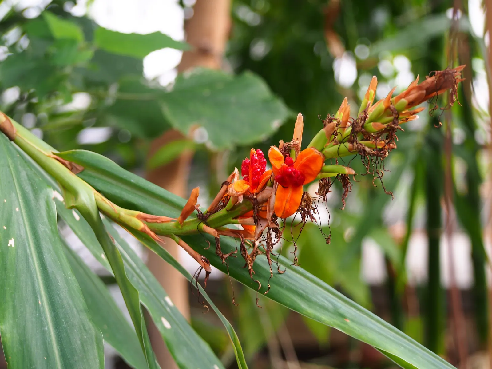 Kahili Ginger (Hedychium Gardnerianum) — Incorporating this plant will offer clients a bold; given its potential to spread, image 71