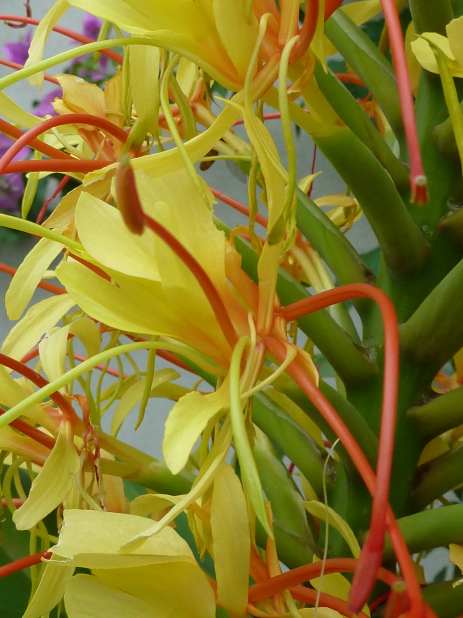 Kahili Ginger (Hedychium Gardnerianum) — perennial with yellow blooms; adding movement and vitality to your garden.<br><br>Preferring partial shade, image 74