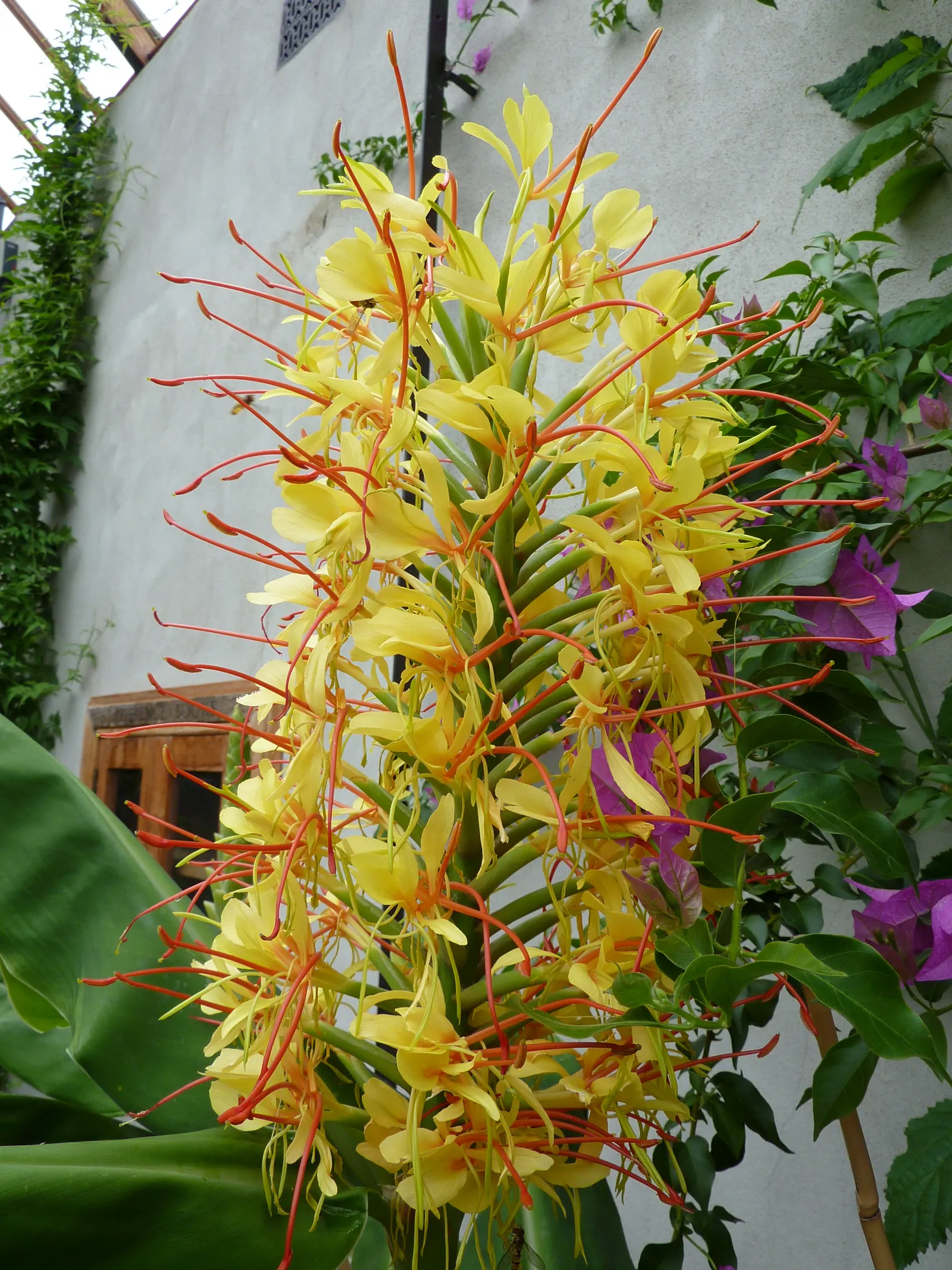 Kahili Ginger (Hedychium Gardnerianum) — conical clusters of fragrant yellow flowers with long; ideal for creating bold, sensory-focused garden, image 62