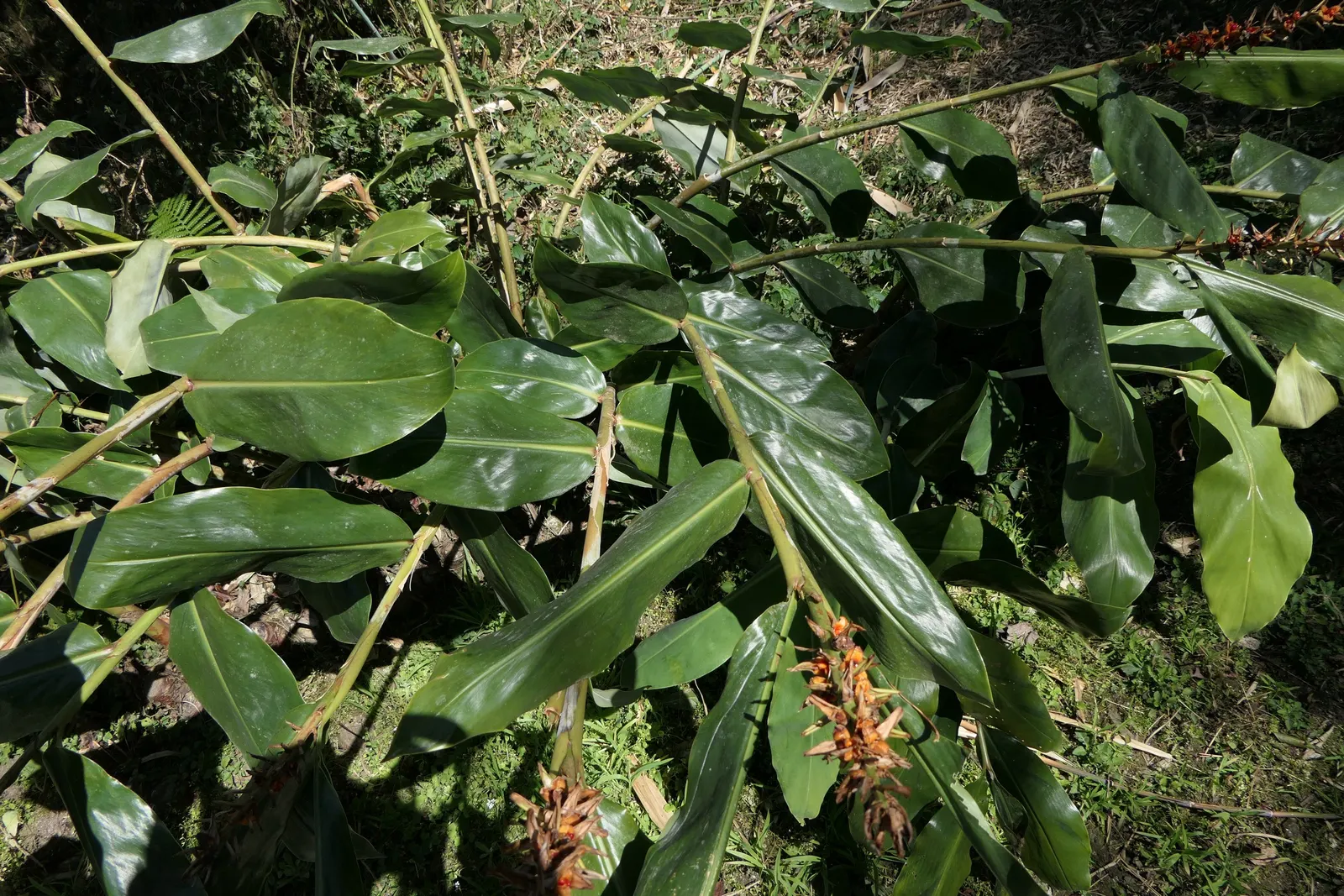 Kahili Ginger (Hedychium Gardnerianum) — yellow flowers in the garden