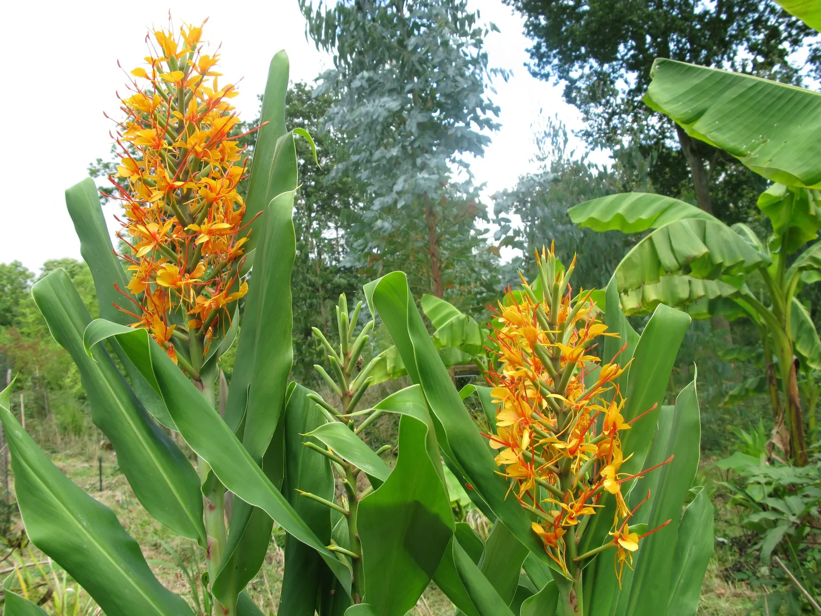 Kahili Ginger (Hedychium Gardnerianum) — adding movement and vitality to your garden.<br><br>Preferring partial shade to full sun; reaching up to 6 feet tall