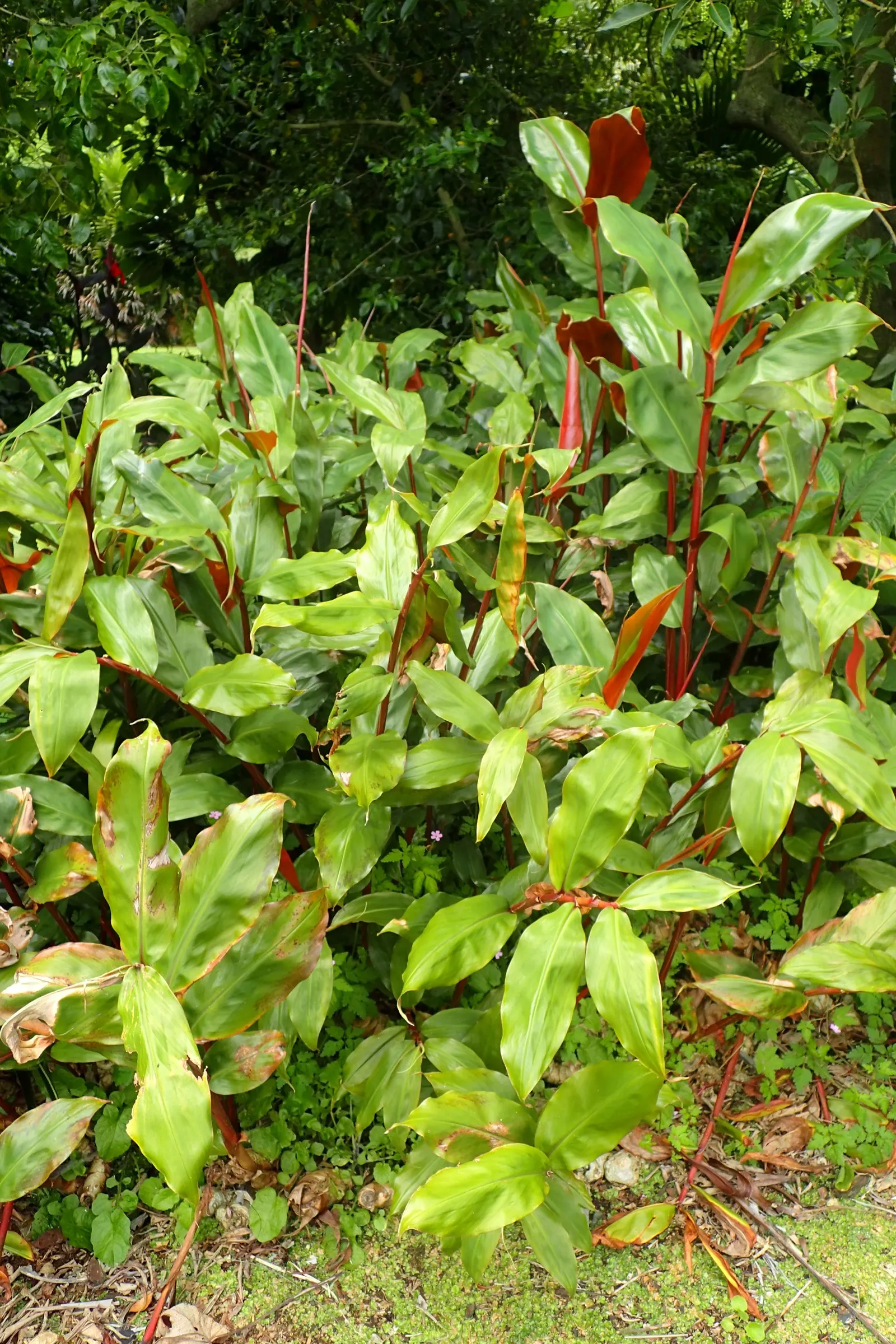 Kahili Ginger (Hedychium Gardnerianum) — Its striking yellow blossoms have long, conspicuous red stamens, forming dense, fragrant clusters; it's, image 78