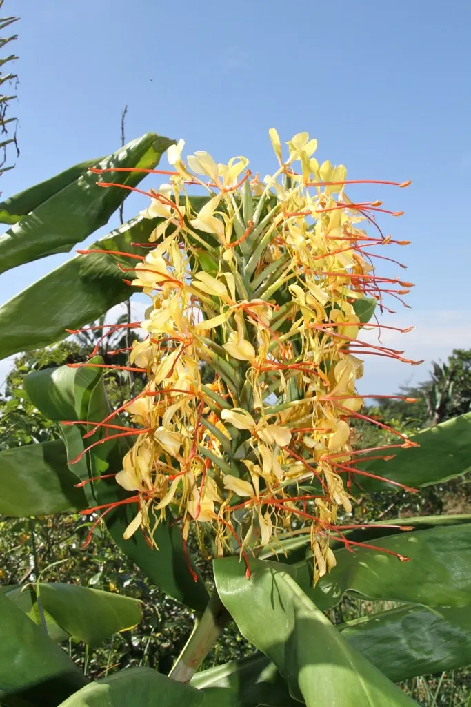 Kahili Ginger (Hedychium Gardnerianum) — is an ornamental perennial with a lush tropical appeal; suitable for zones 8-10, it thrives in partial shade and