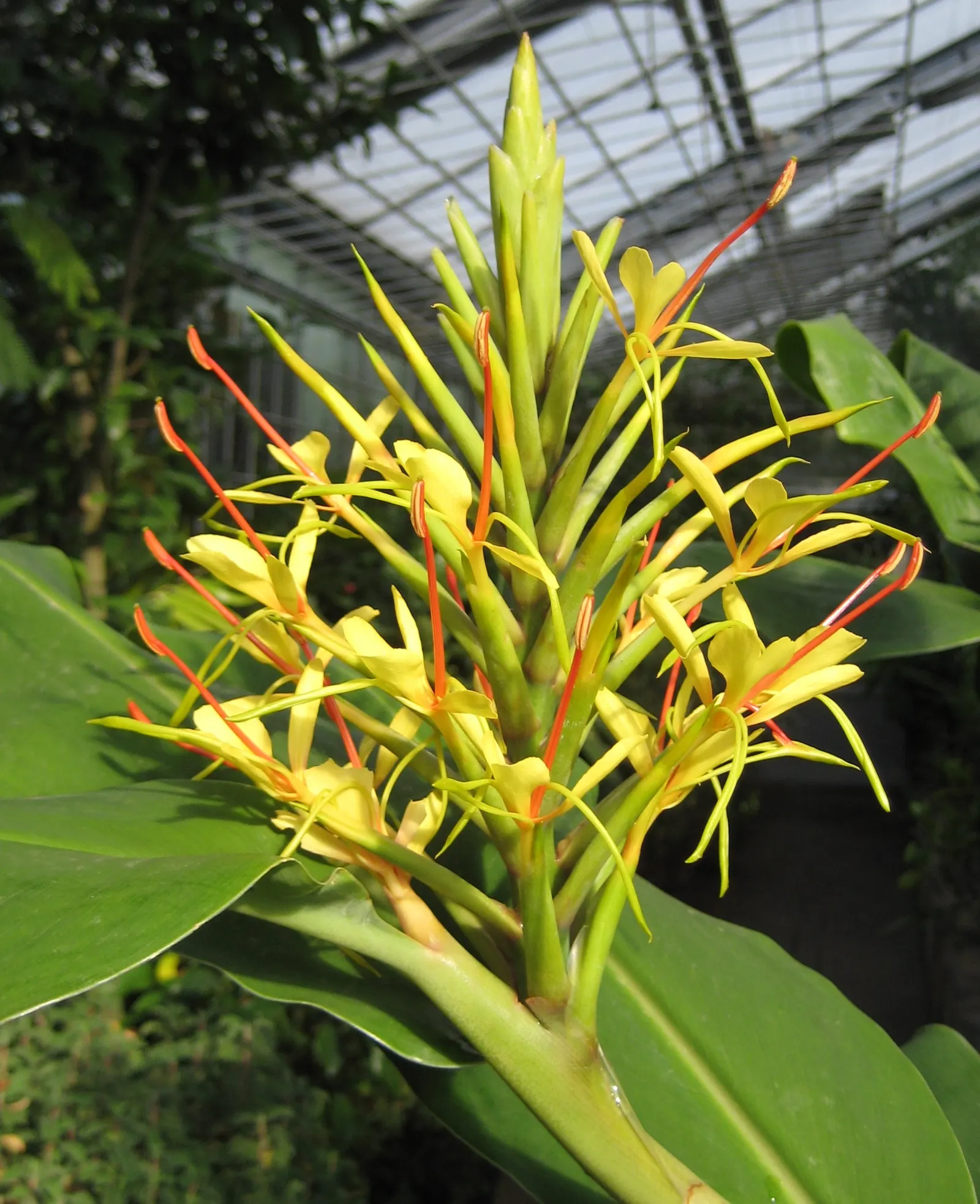Kahili Ginger (Hedychium Gardnerianum) — and visually captivating element that elevates the sensory experience of their garden oasis