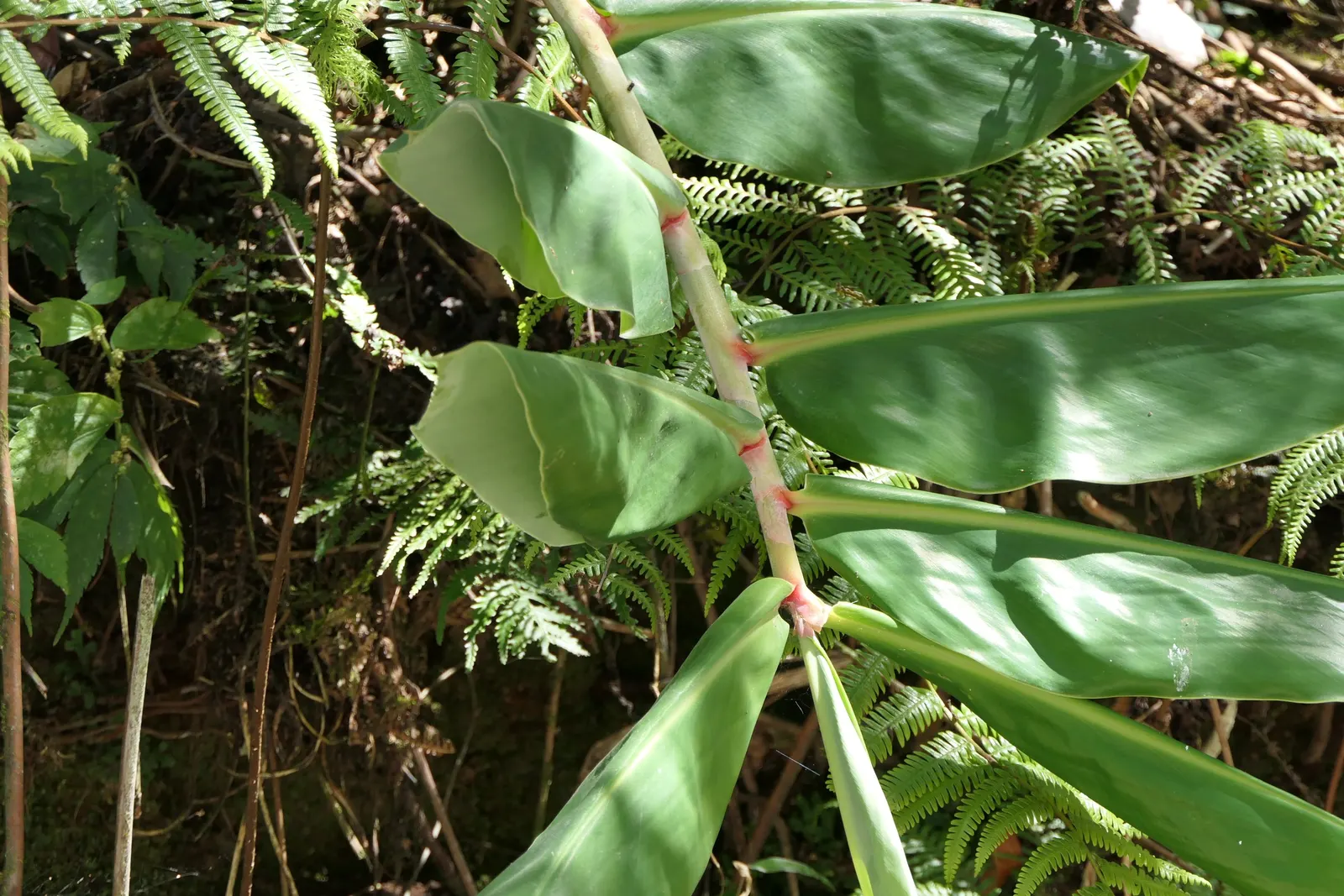 Kahili Ginger (Hedychium Gardnerianum) — well-draining soil with consistent moisture; kahili Ginger thrives in rich
