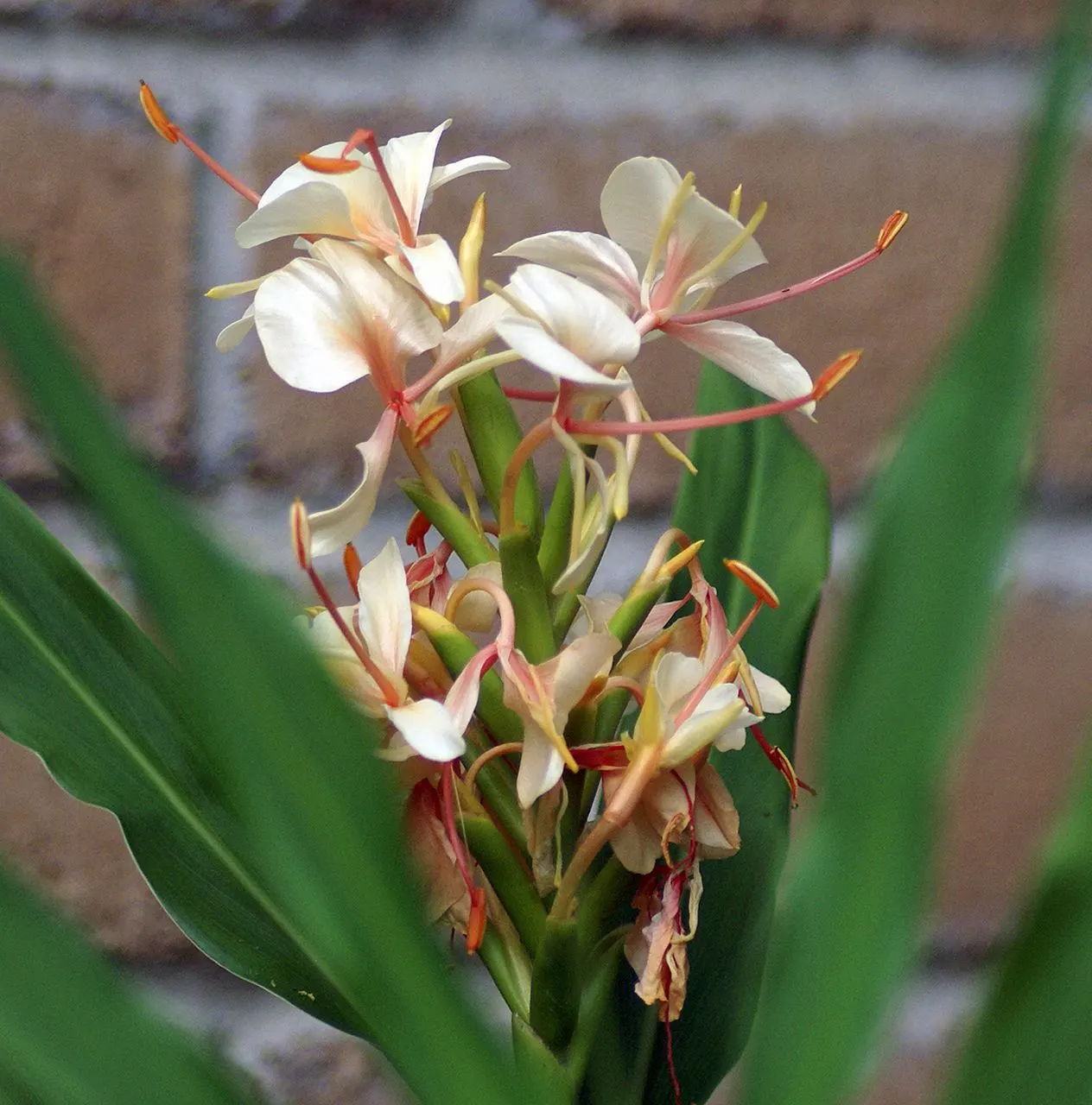 Kahili Ginger (Hedychium Gardnerianum) — is an ornamental perennial with a lush tropical appeal; suitable for zones 8-10, it thrives in partial, image 101