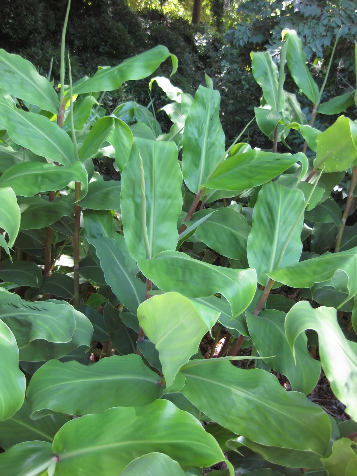 Kahili Ginger (Hedychium Gardnerianum) — It's hardy in USDA zones 8 to 10 and can tolerate a minimum temperature of around 20&deg;F; yellow flowers, image 68