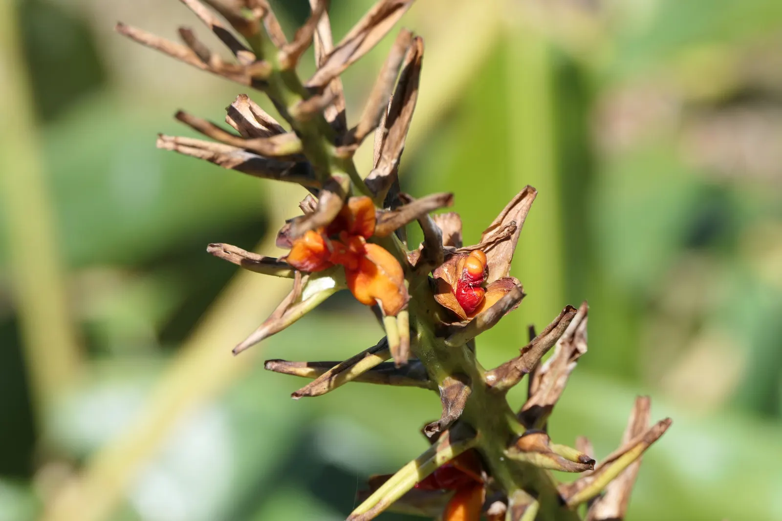Kahili Ginger (Hedychium Gardnerianum) — are not only visually appealing but also attract butterflies and hummingbirds; be mindful of placement and, image 89