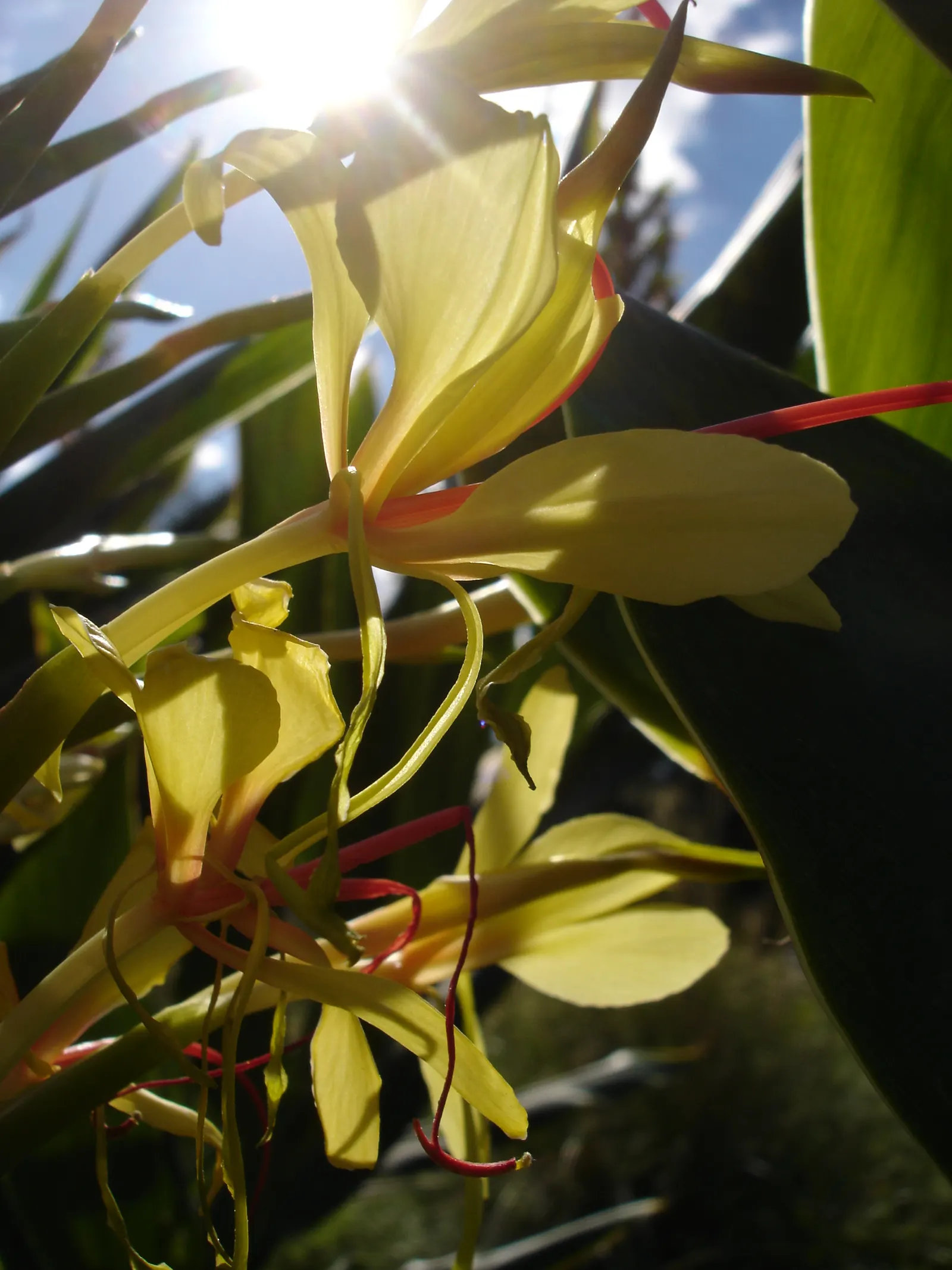 Kahili Ginger (Hedychium Gardnerianum) — Ideal for creating bold, sensory-focused garden sections; are not only visually appealing but also attract, image 106