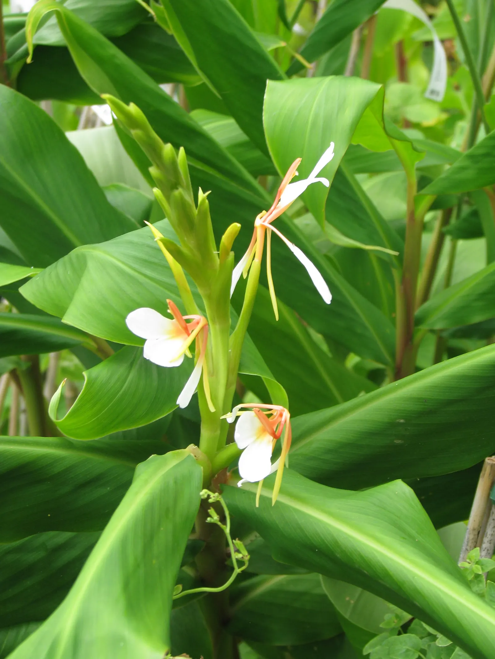Kahili Ginger (Hedychium Gardnerianum) — Originating from the Himalayas; this robust perennial can reach heights of 6 to 8 feet, image 109