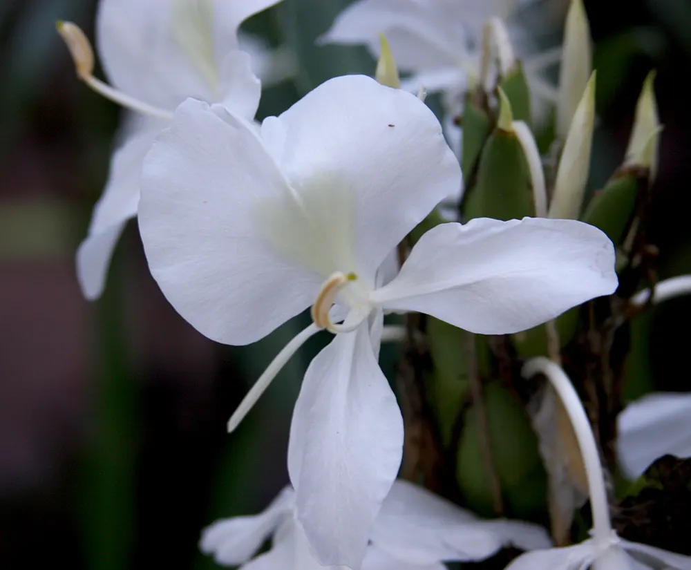 Kahili Ginger (Hedychium Gardnerianum) — Given its potential to spread; note: It's considered invasive in some regions; assess local guidelines, image 94