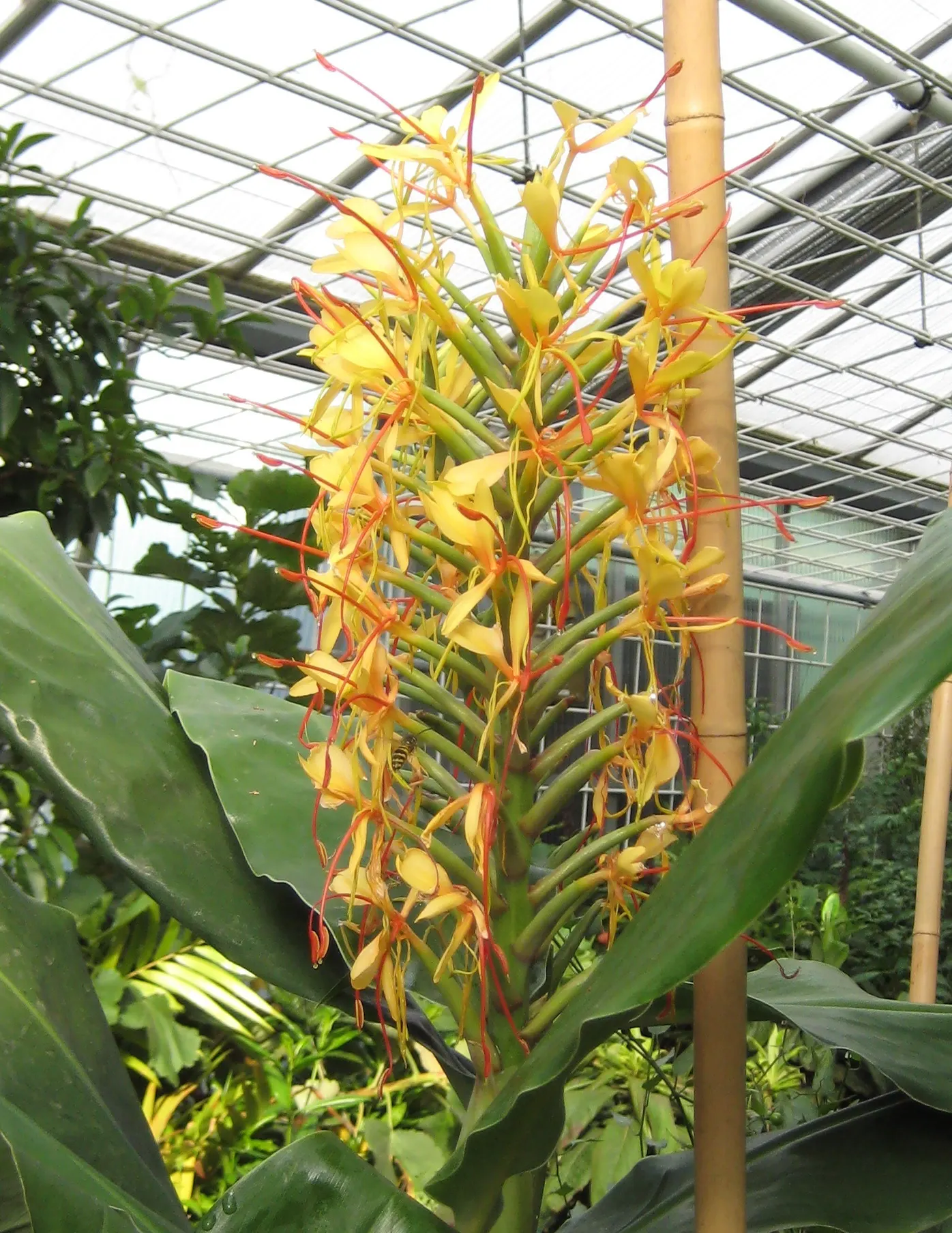 Kahili Ginger (Hedychium Gardnerianum) — conical clusters of fragrant yellow flowers with long; ideal for creating bold, sensory-focused garden sections