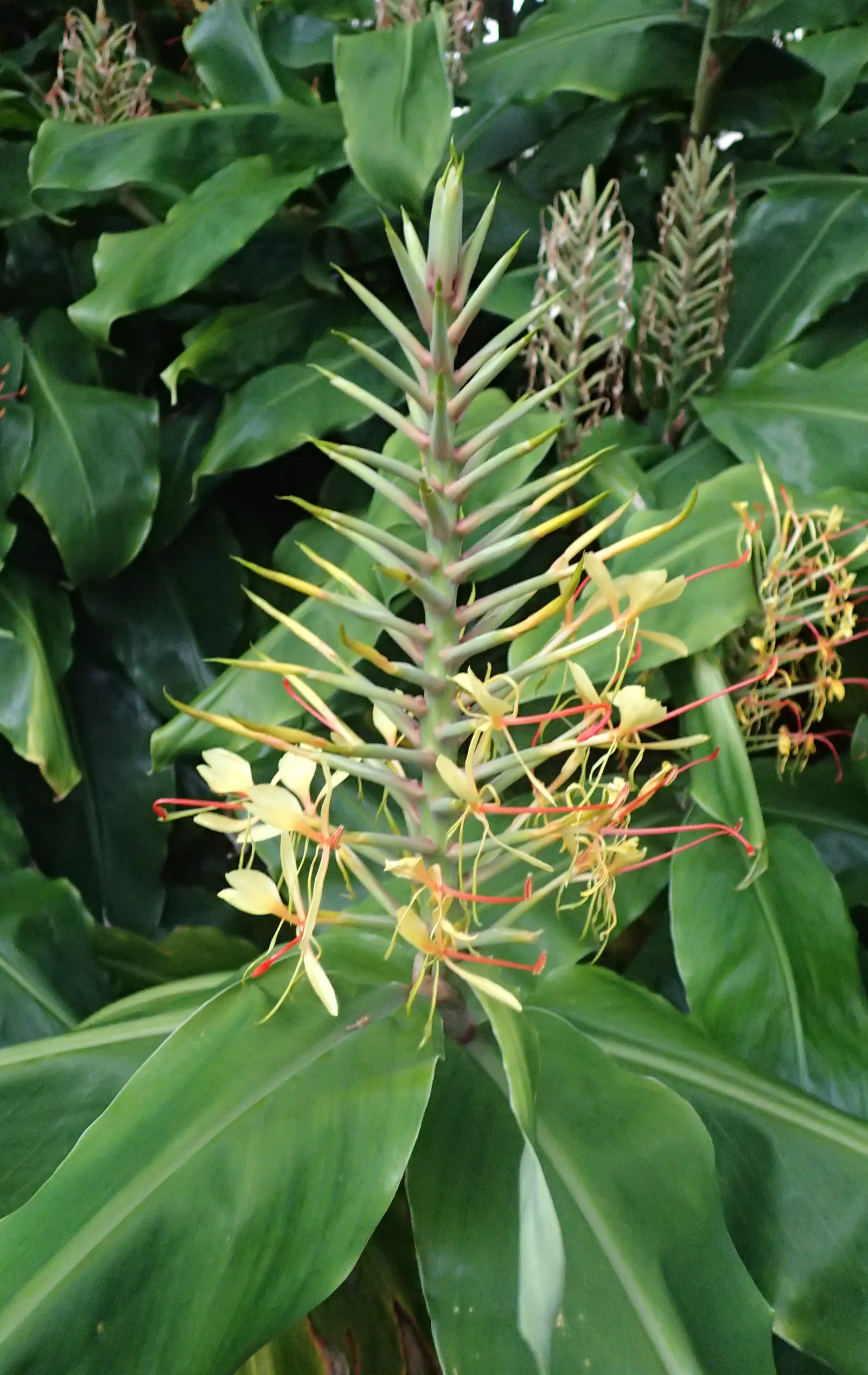 Kahili Ginger (Hedychium Gardnerianum) — perennial for full or half or shade