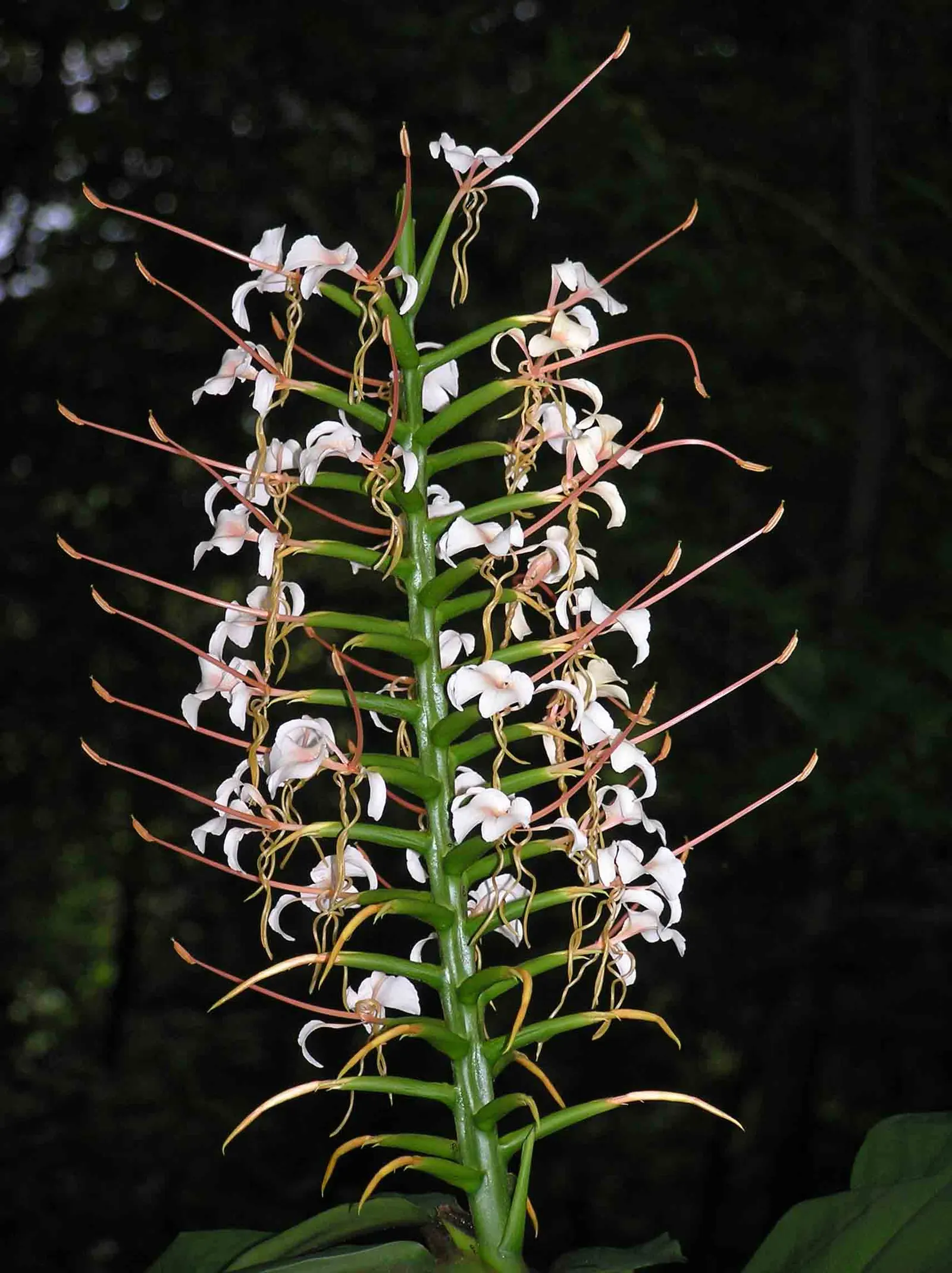 Kahili Ginger (Hedychium Gardnerianum) — Suitable for zones 8-10, it thrives in partial shade and moist, well-drained soil; perennial for full or, image 104
