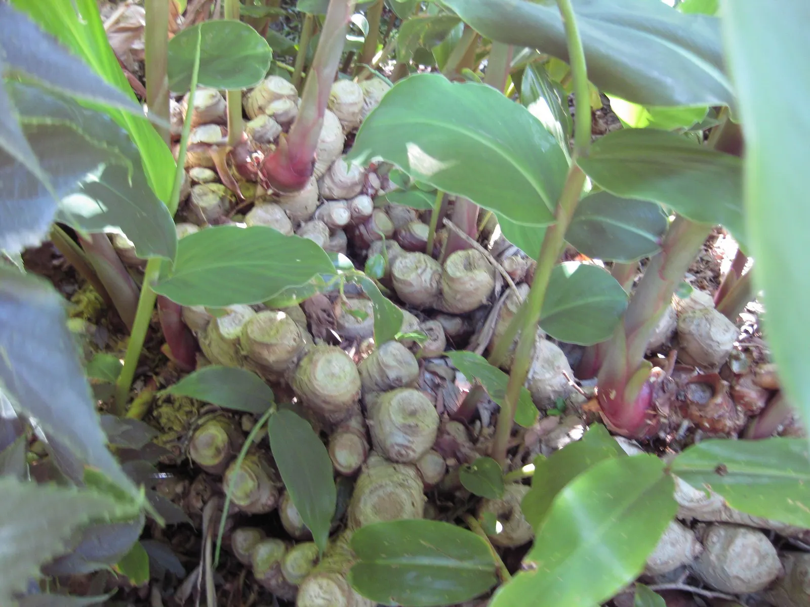 Kahili Ginger (Hedychium Gardnerianum) — Ideal for creating bold, sensory-focused garden sections