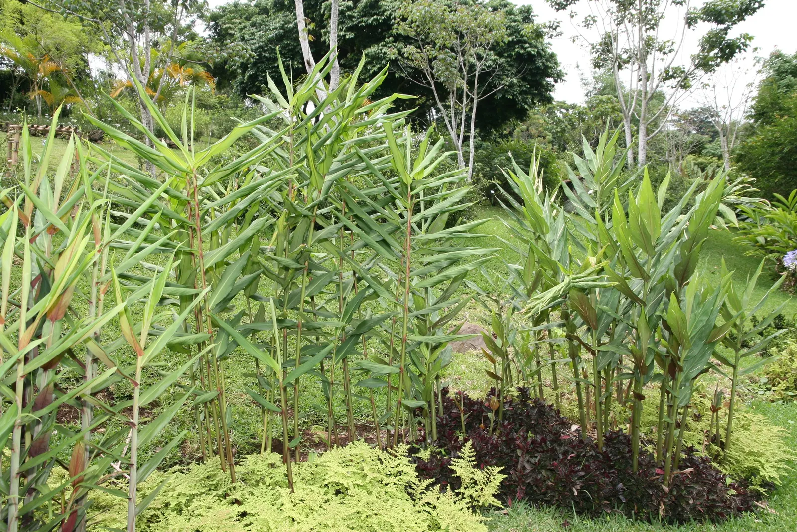 Kahili Ginger (Hedychium Gardnerianum) — Originating from the Himalayas; this robust perennial can reach heights of 6 to 8 feet