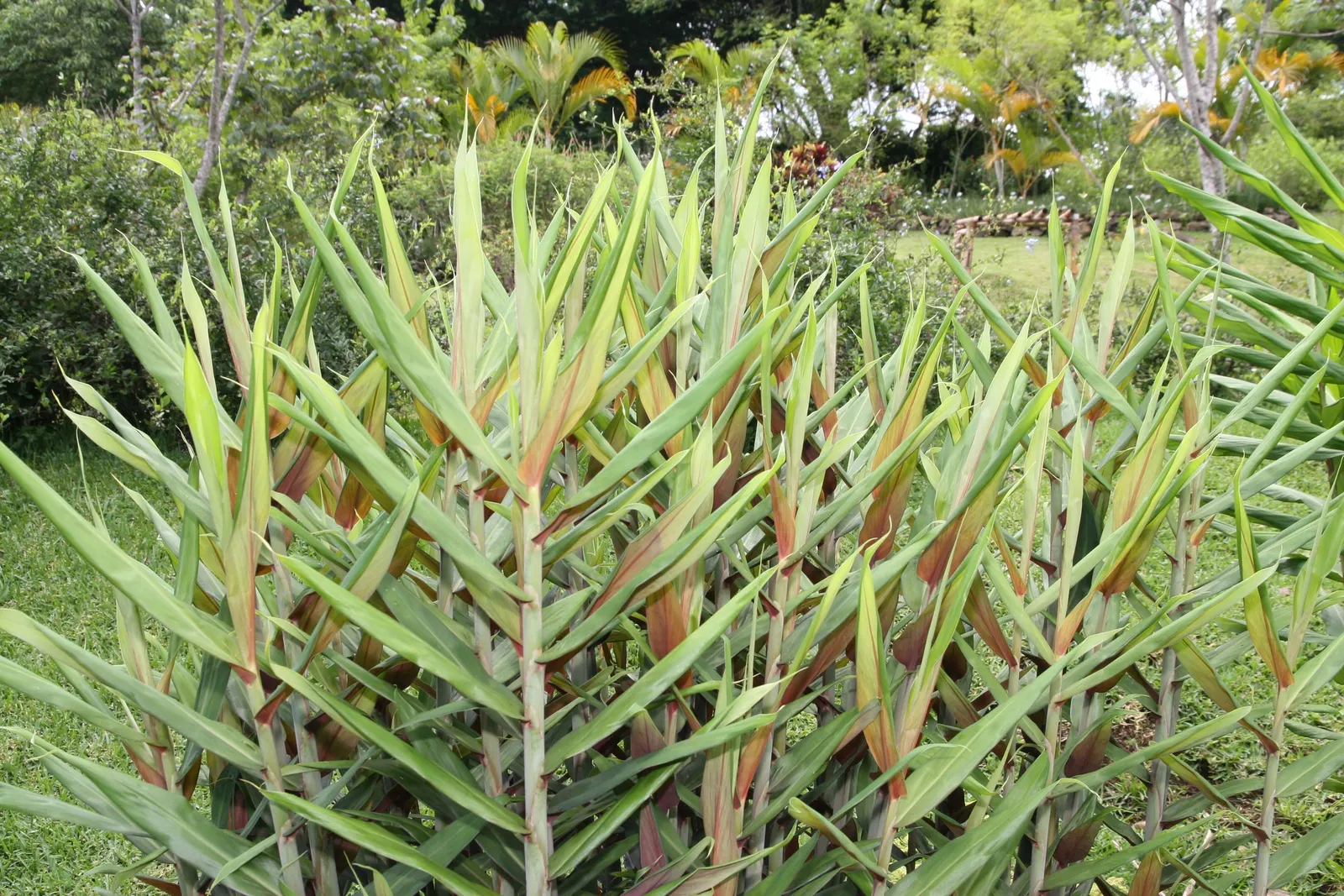 Kahili Ginger (Hedychium Gardnerianum) — Kahili Ginger thrives in rich; originating from the Himalayas, image 66