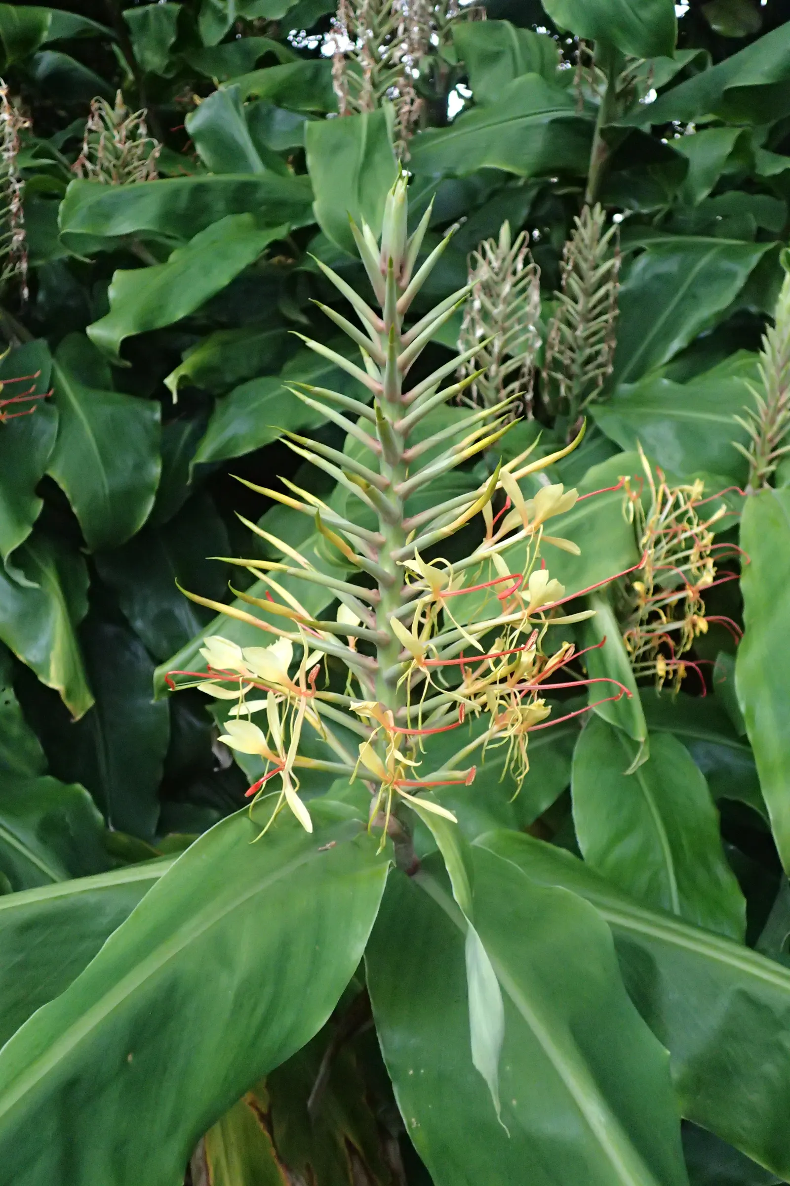 Kahili Ginger (Hedychium Gardnerianum) — Its striking yellow blossoms have long, conspicuous red stamens, forming dense, fragrant clusters; it's, image 53