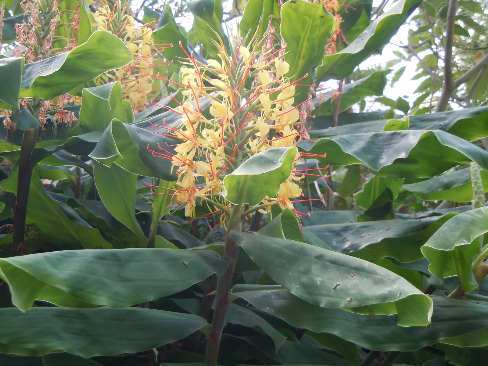 Kahili Ginger (Hedychium Gardnerianum) — conical clusters of fragrant yellow flowers with long