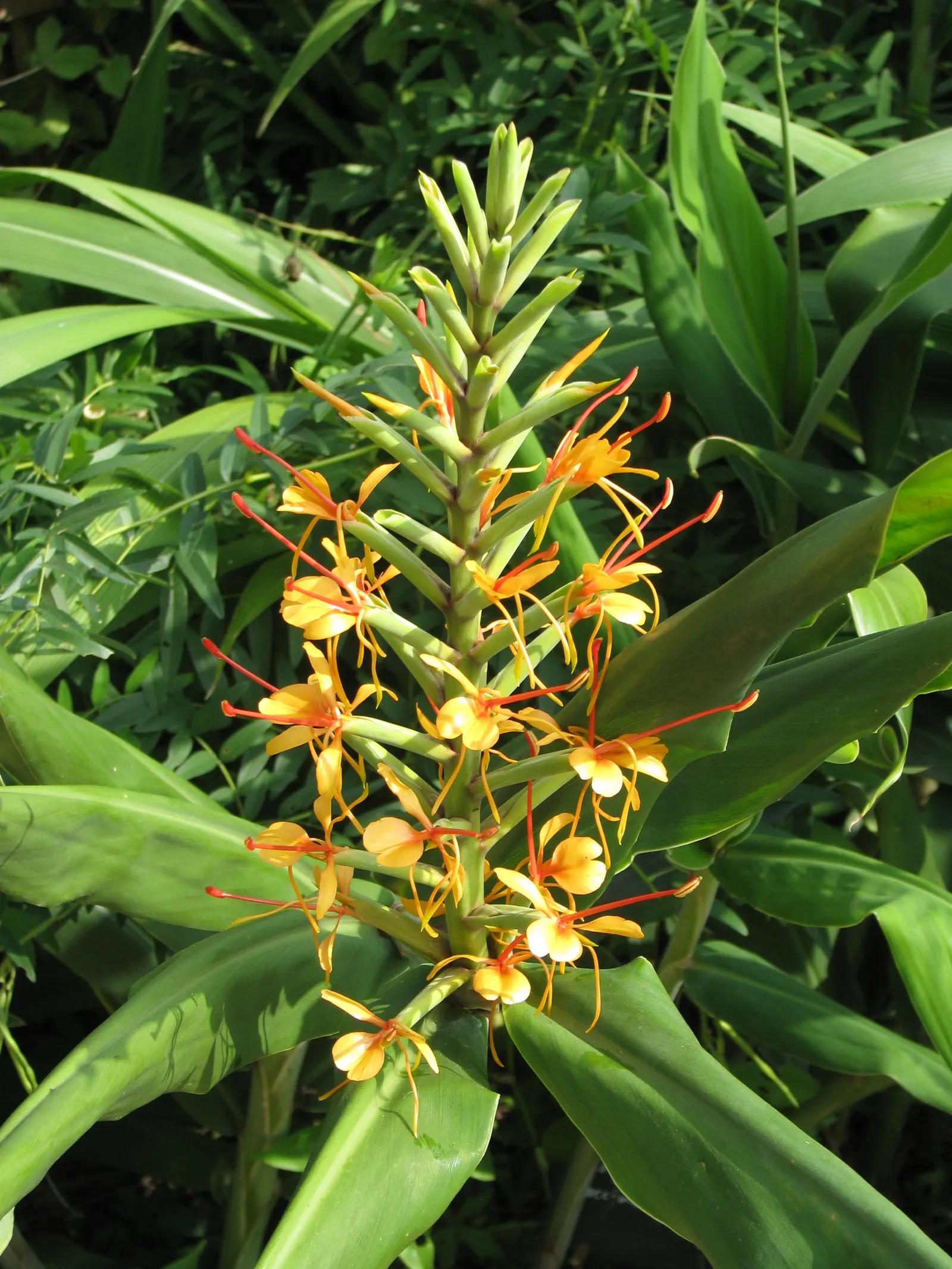 Kahili Ginger (Hedychium Gardnerianum) — Note: It's considered invasive in some regions; assess local guidelines before planting