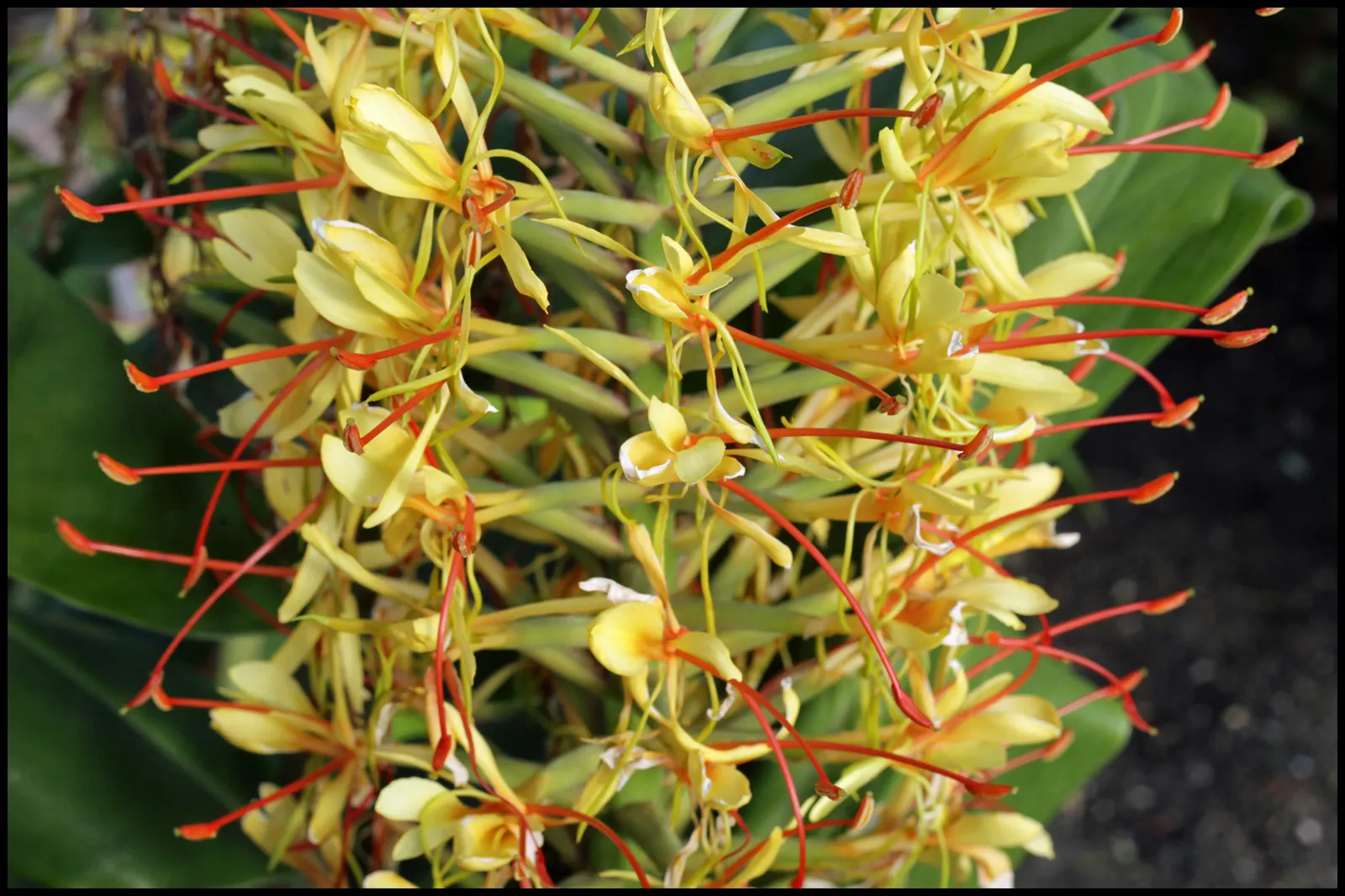 Kahili Ginger (Hedychium Gardnerianum) — Suitable for zones 8-10, it thrives in partial shade and moist, well-drained soil; perennial for full or, image 54