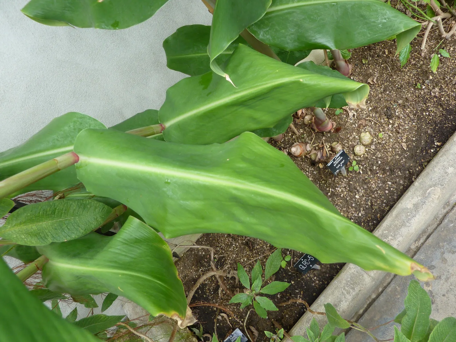 Kahili Ginger (Hedychium Gardnerianum) — Note: It's considered invasive in some regions; assess local guidelines before planting; is a strikingly, image 55