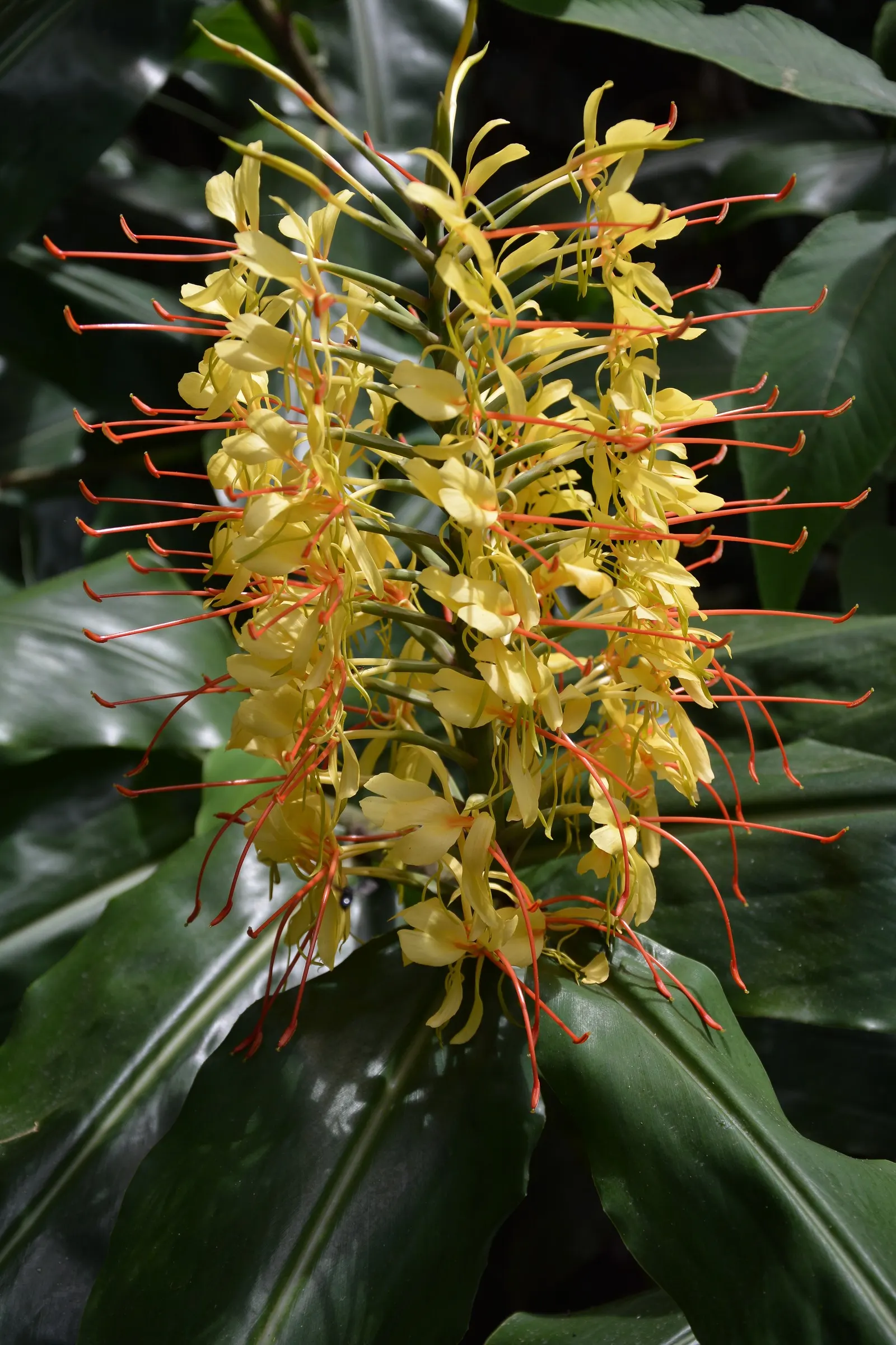 Kahili Ginger (Hedychium Gardnerianum) — yellow flowers in the garden; tropical flair to any landscape design, image 73