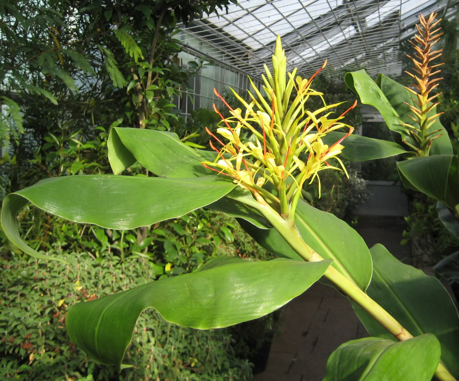 Kahili Ginger (Hedychium Gardnerianum) — Originating from the Himalayas