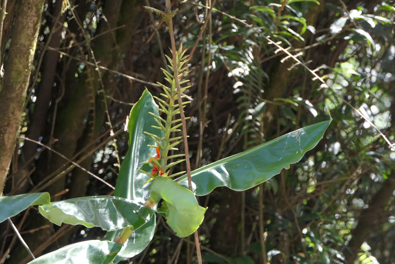 Kahili Ginger (Hedychium Gardnerianum) — reaching up to 12 inches in length, image 38