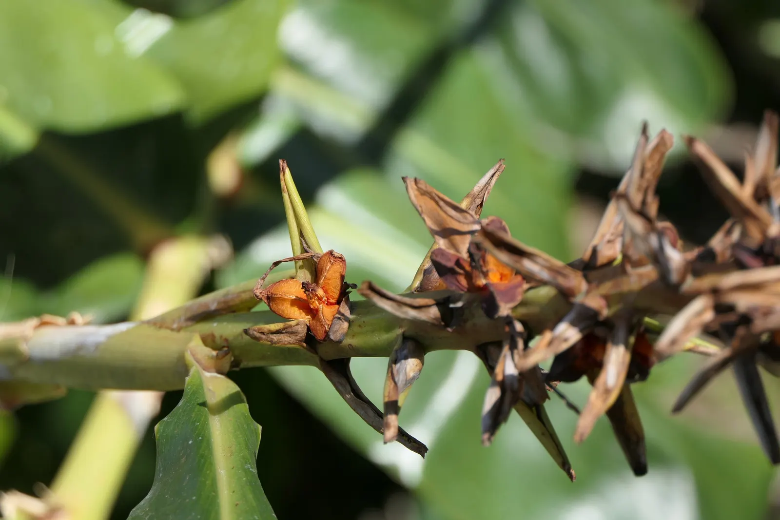 Kahili Ginger (Hedychium Gardnerianum) — Its striking yellow blossoms have long, conspicuous red stamens, forming dense, fragrant clusters; it's, image 128