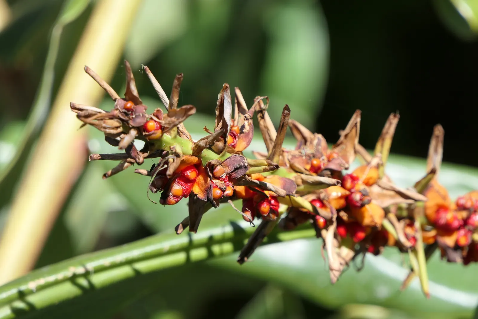 Kahili Ginger (Hedychium Gardnerianum) — reaching up to 12 inches in length