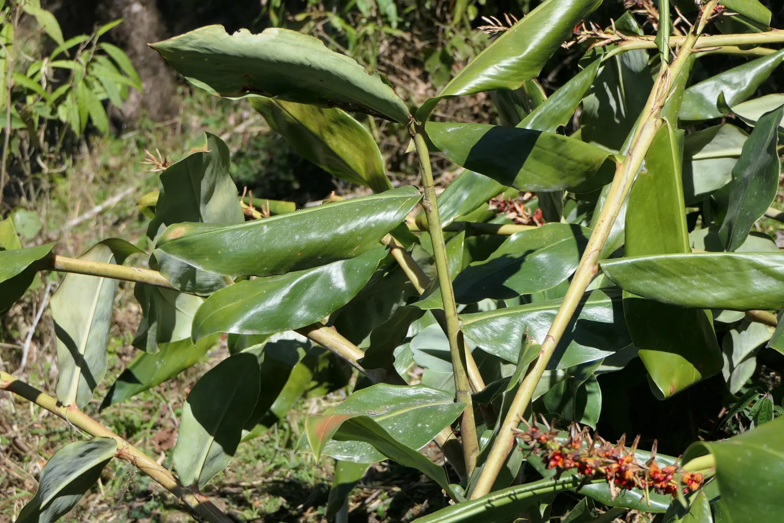Kahili Ginger (Hedychium Gardnerianum) — are not only visually appealing but also attract butterflies and hummingbirds; be mindful of placement and, image 114