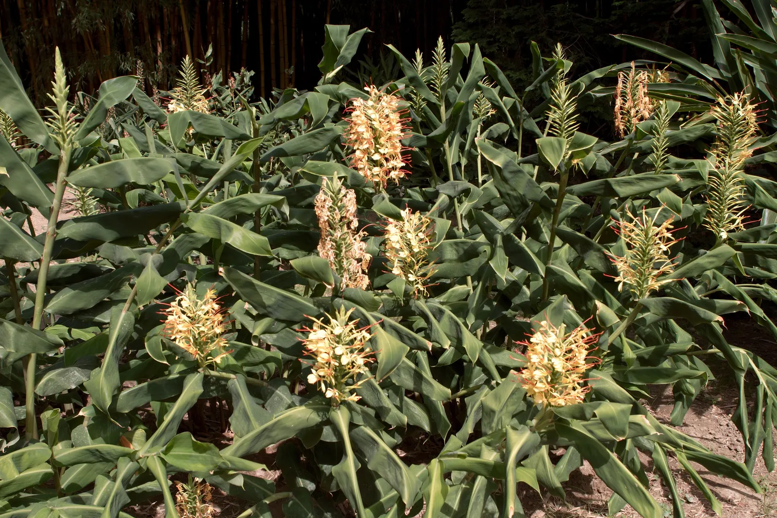 Kahili Ginger (Hedychium Gardnerianum) — tropical flair to any landscape design; its striking yellow blossoms have long, conspicuous red stamens, image 83