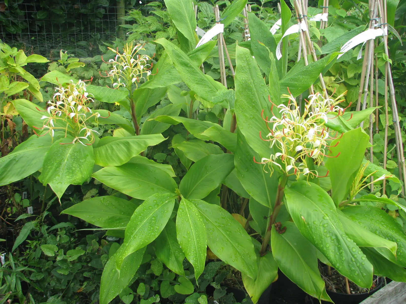 Kahili Ginger (Hedychium Gardnerianum) — and visually captivating element that elevates the sensory experience of their garden oasis; is an, image 72