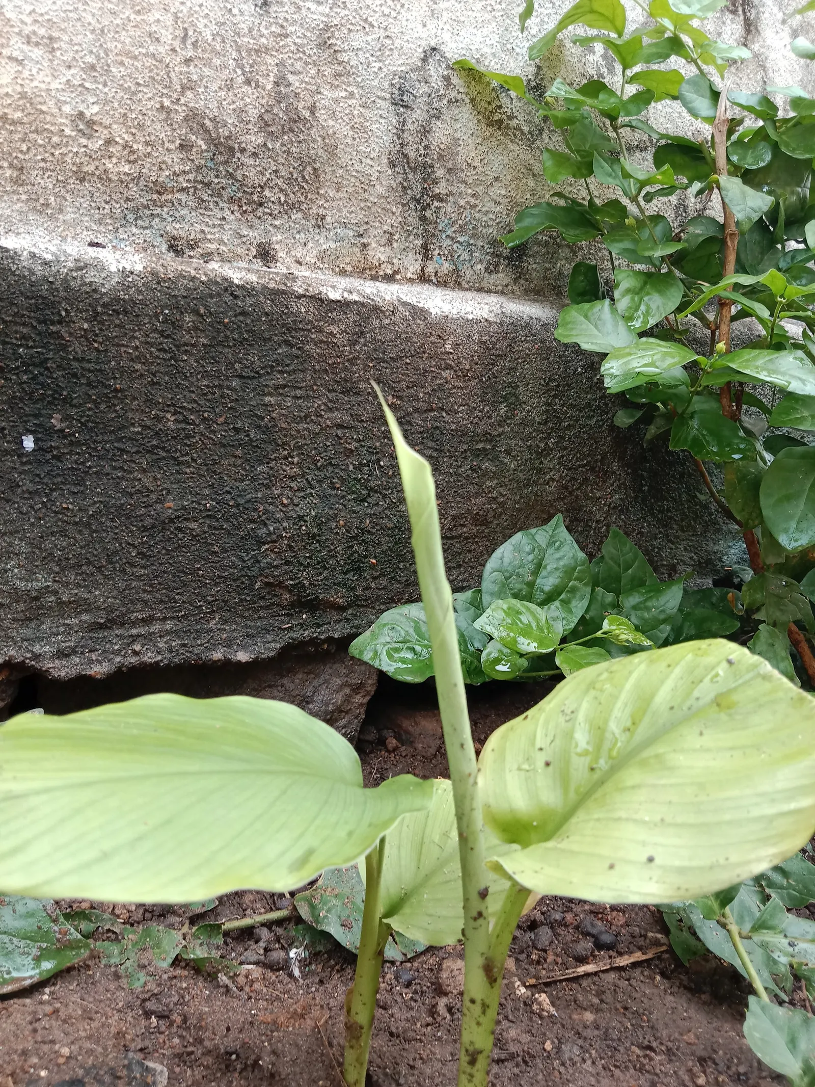 Kahili Ginger (Hedychium Gardnerianum) — is a strikingly ornamental plant that adds a lush