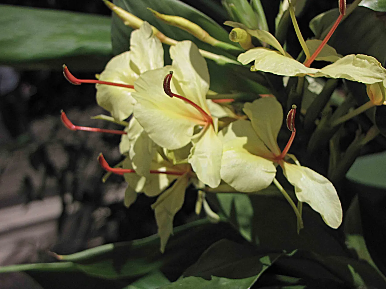 Kahili Ginger (Hedychium Gardnerianum) — are not only visually appealing but also attract butterflies and hummingbirds; be mindful of placement and, image 64