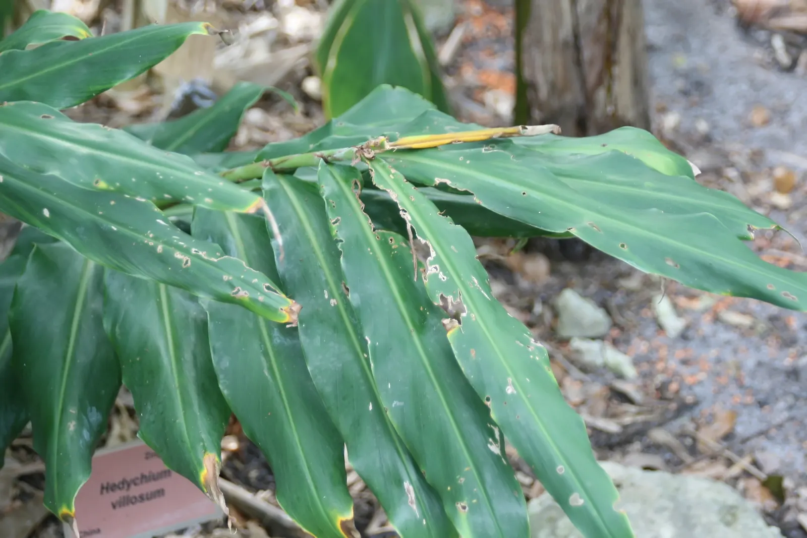 Kahili Ginger (Hedychium Gardnerianum) — It's hardy in USDA zones 8 to 10 and can tolerate a minimum temperature of around 20&deg;F